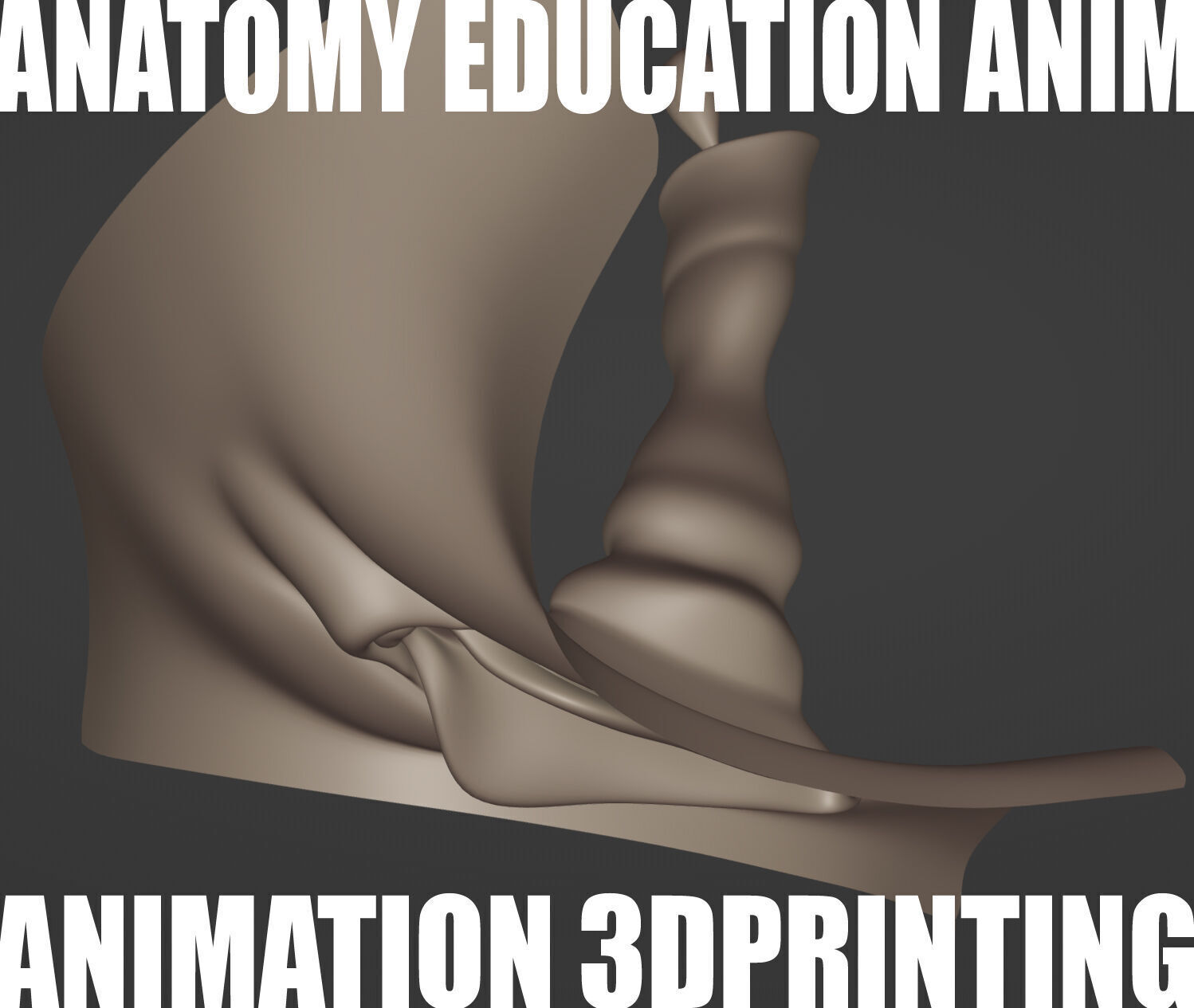 Female Genital Anatomy Z-0 Low-poly 3D model_3