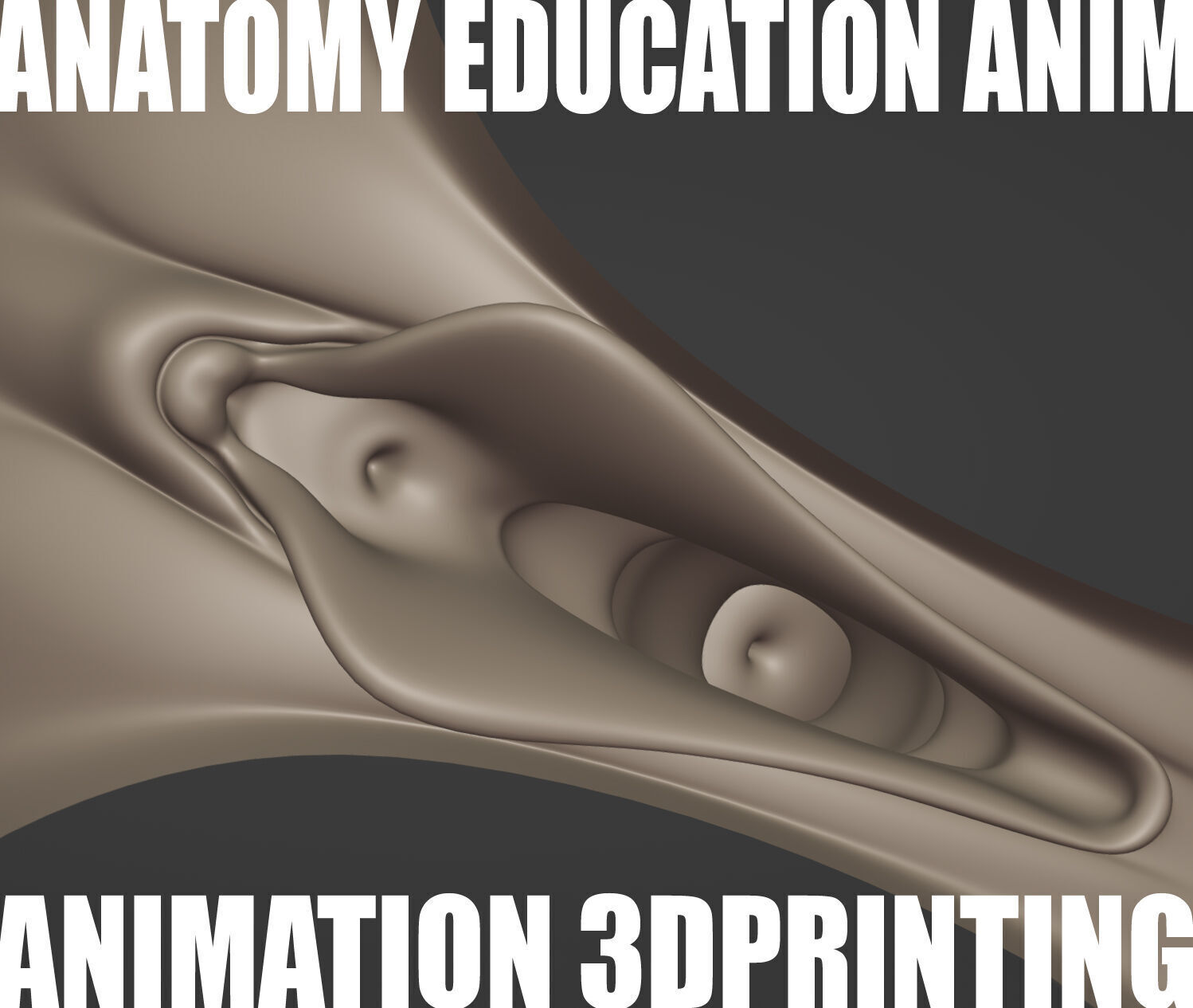Female Genital Anatomy Z-0 Low-poly 3D model_4