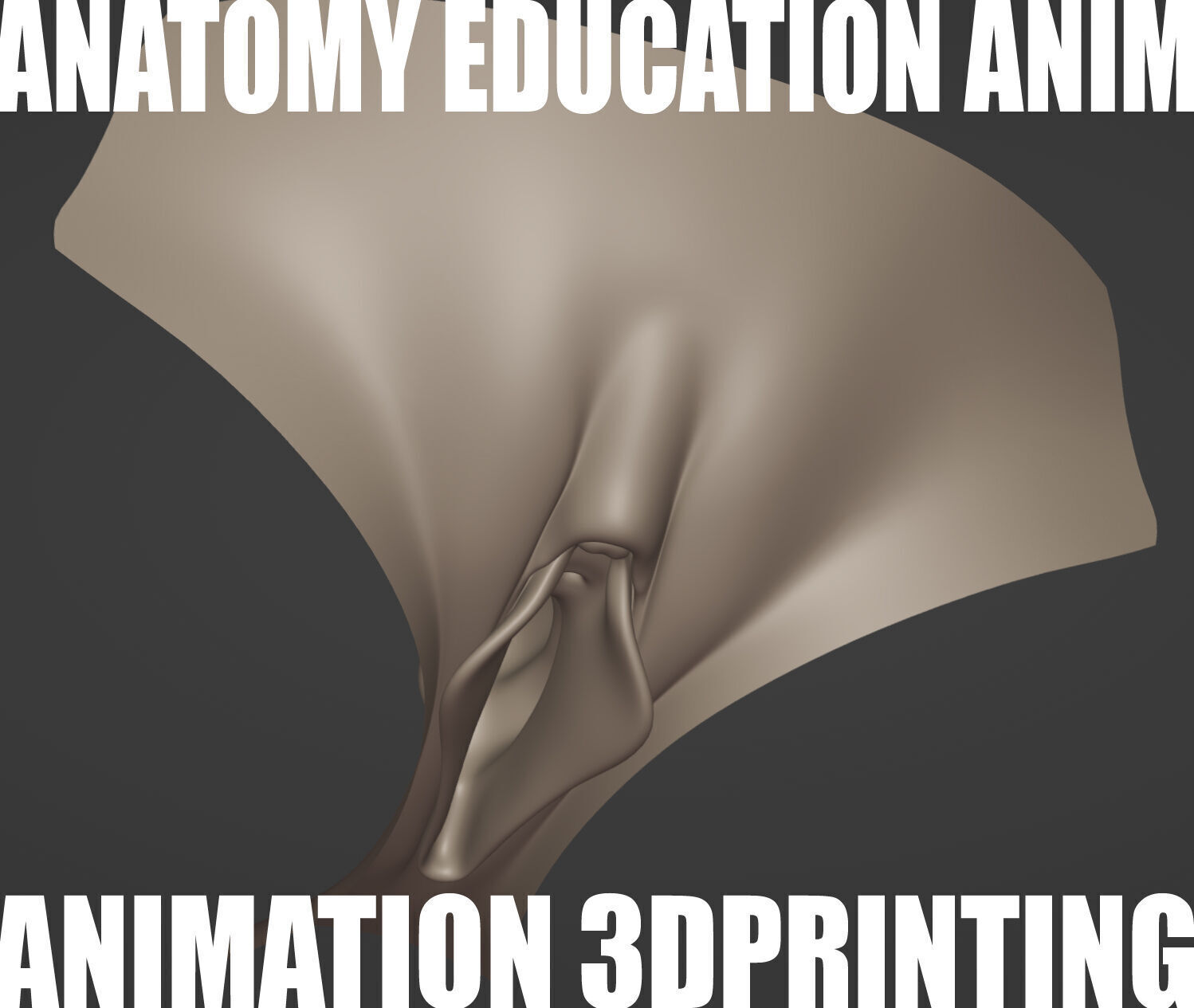 Female Genital Anatomy Z-0 Low-poly 3D model_1