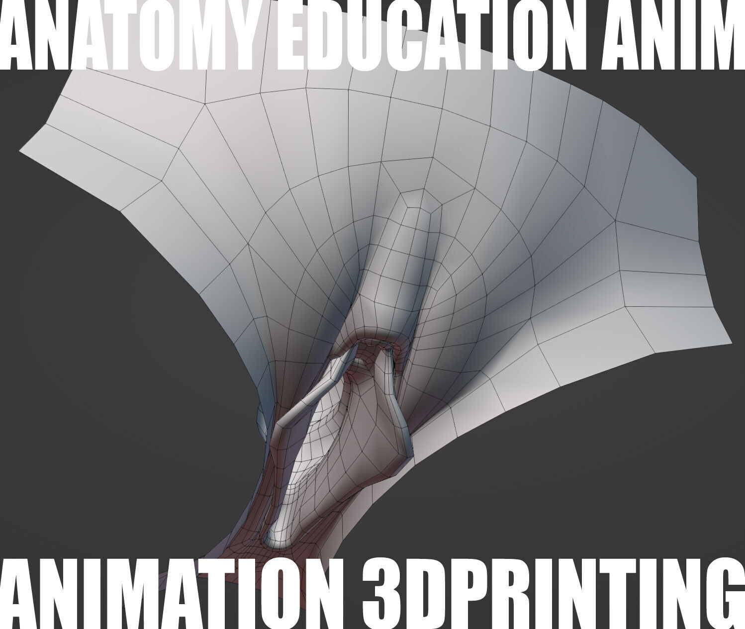 Female Genital Anatomy Z-0 Low-poly 3D model_2