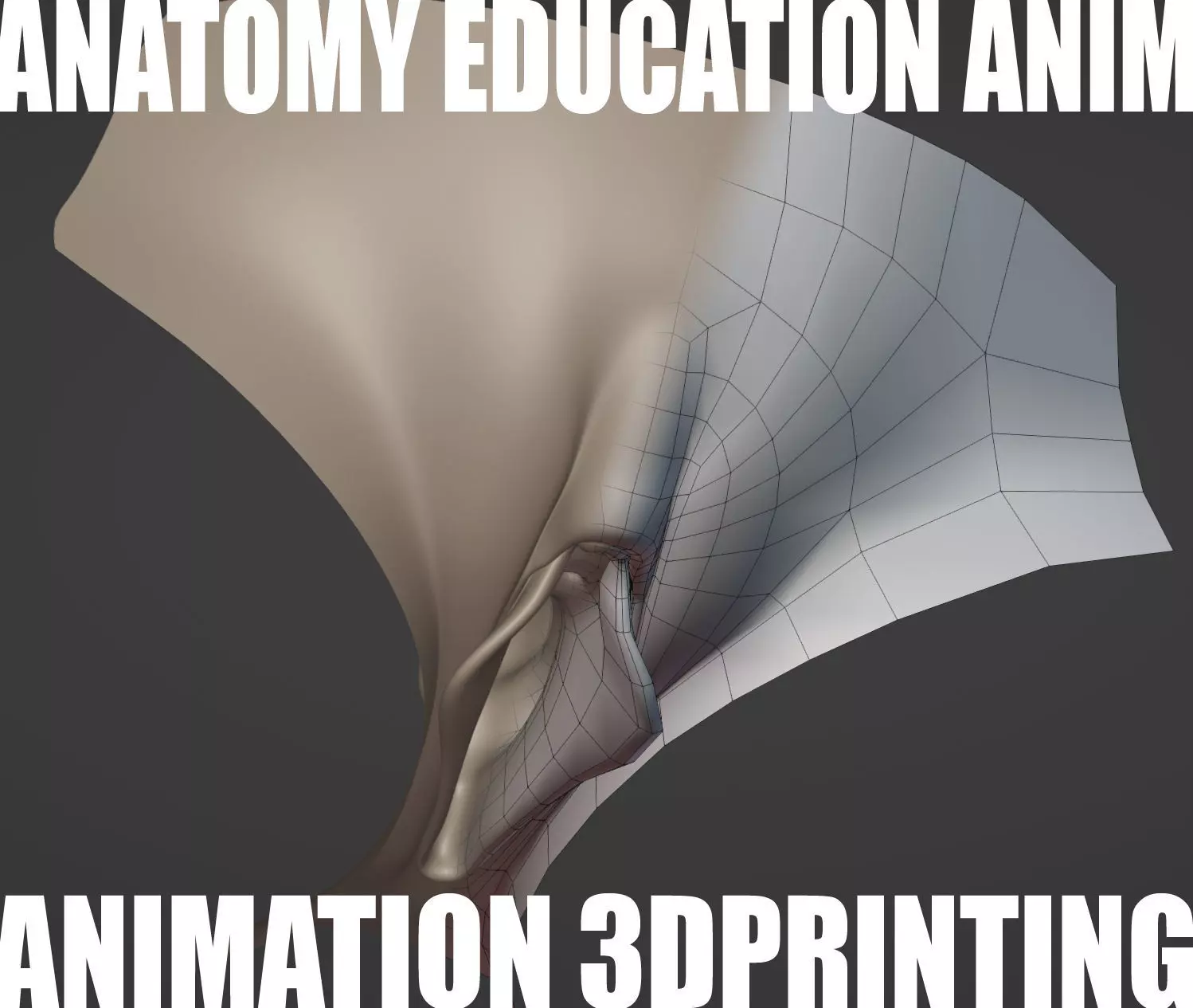 Female Genital Anatomy Z-0 Low-poly 3D model_0