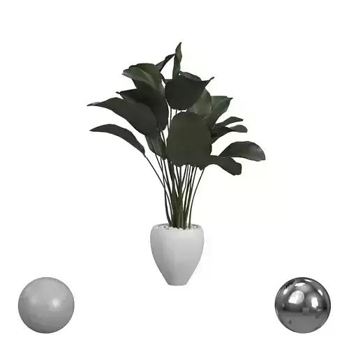 Banana Palm in Rust Pot