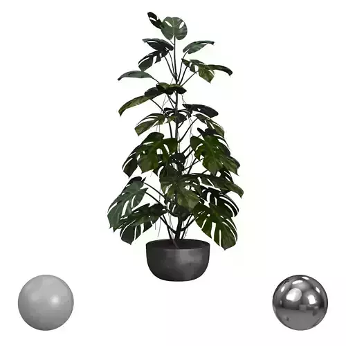 Monstera in Black Planter