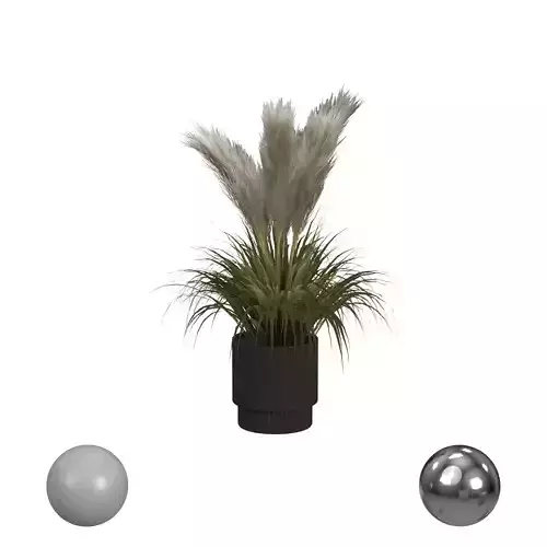 Plant in Black Pot