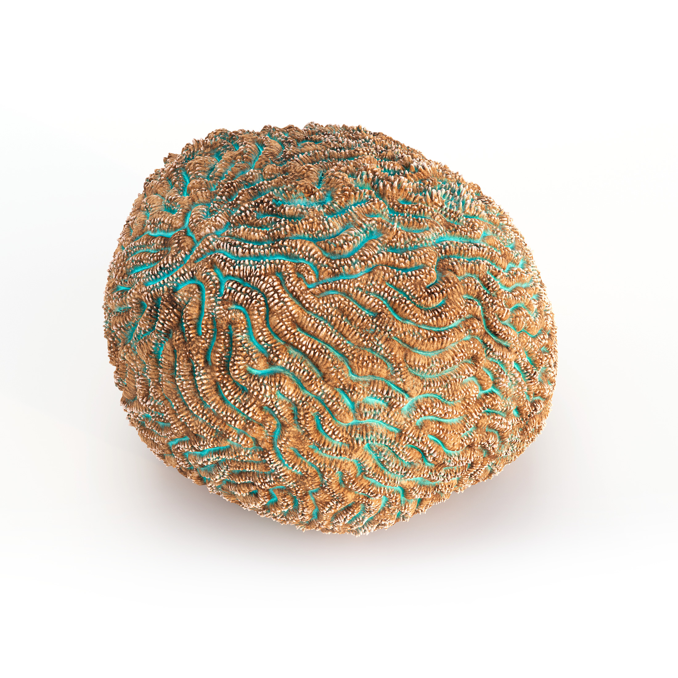 Coral Reef Collection 3D model_11