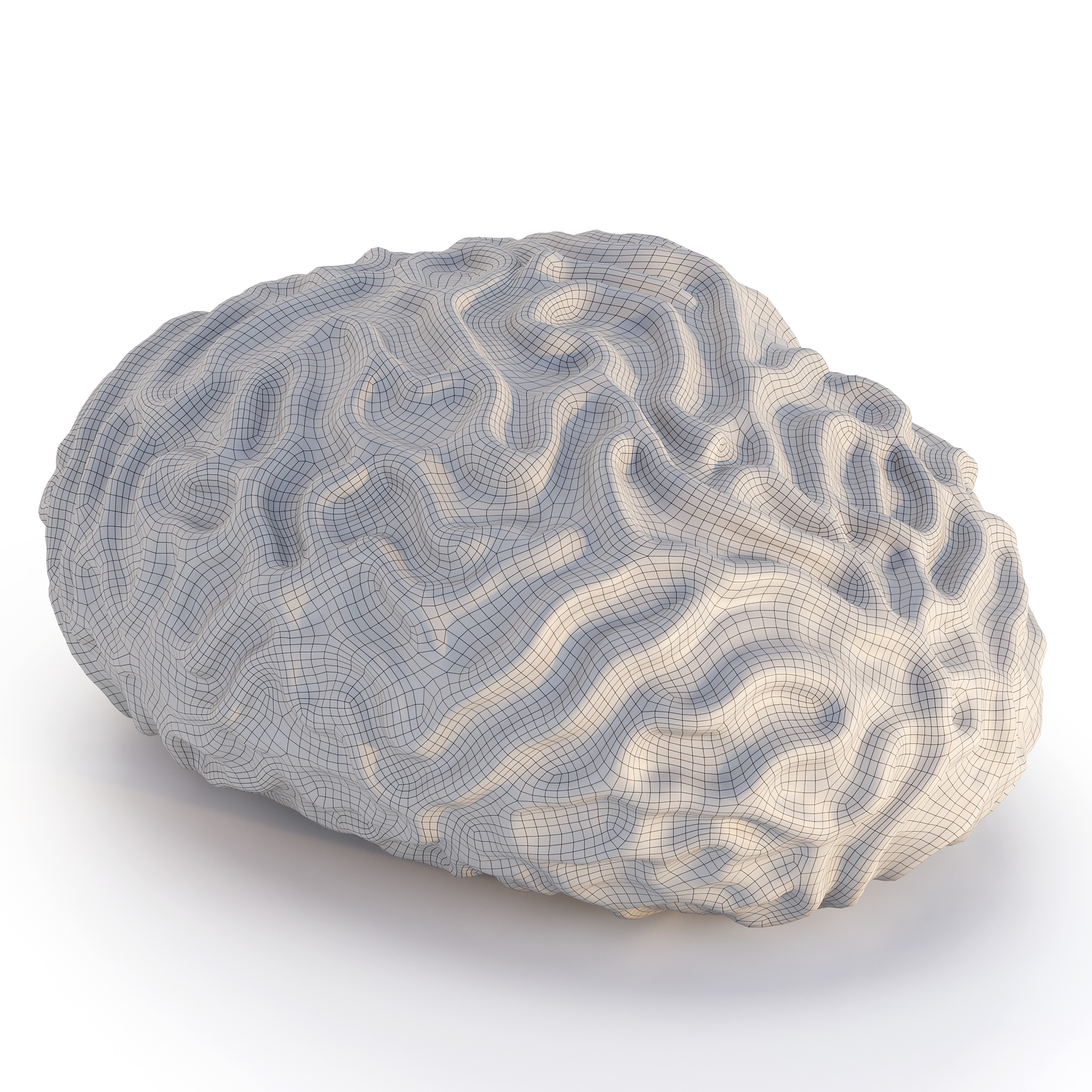 Coral Reef Collection 3D model_22