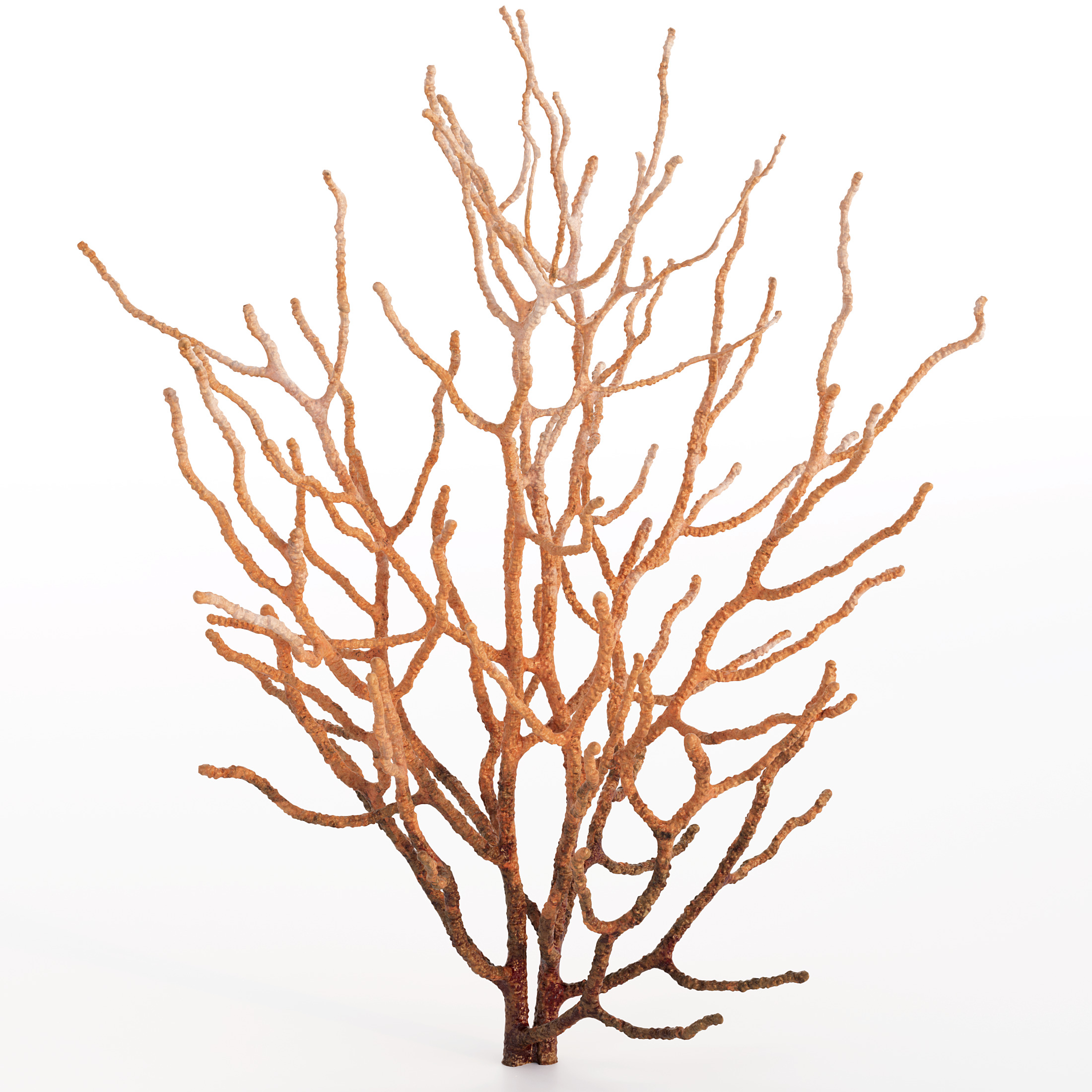 Coral Reef Collection 3D model_31