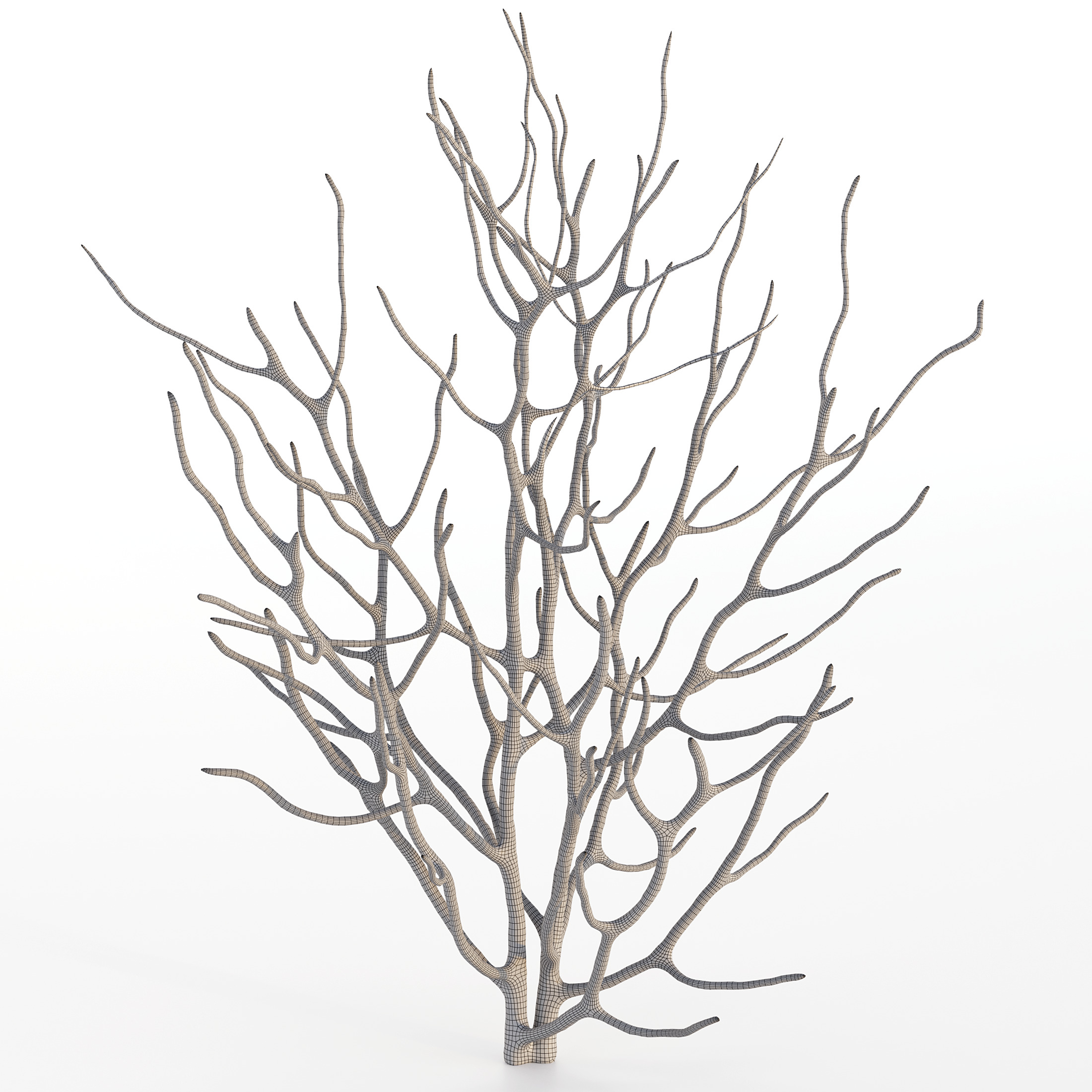 Coral Reef Collection 3D model_32