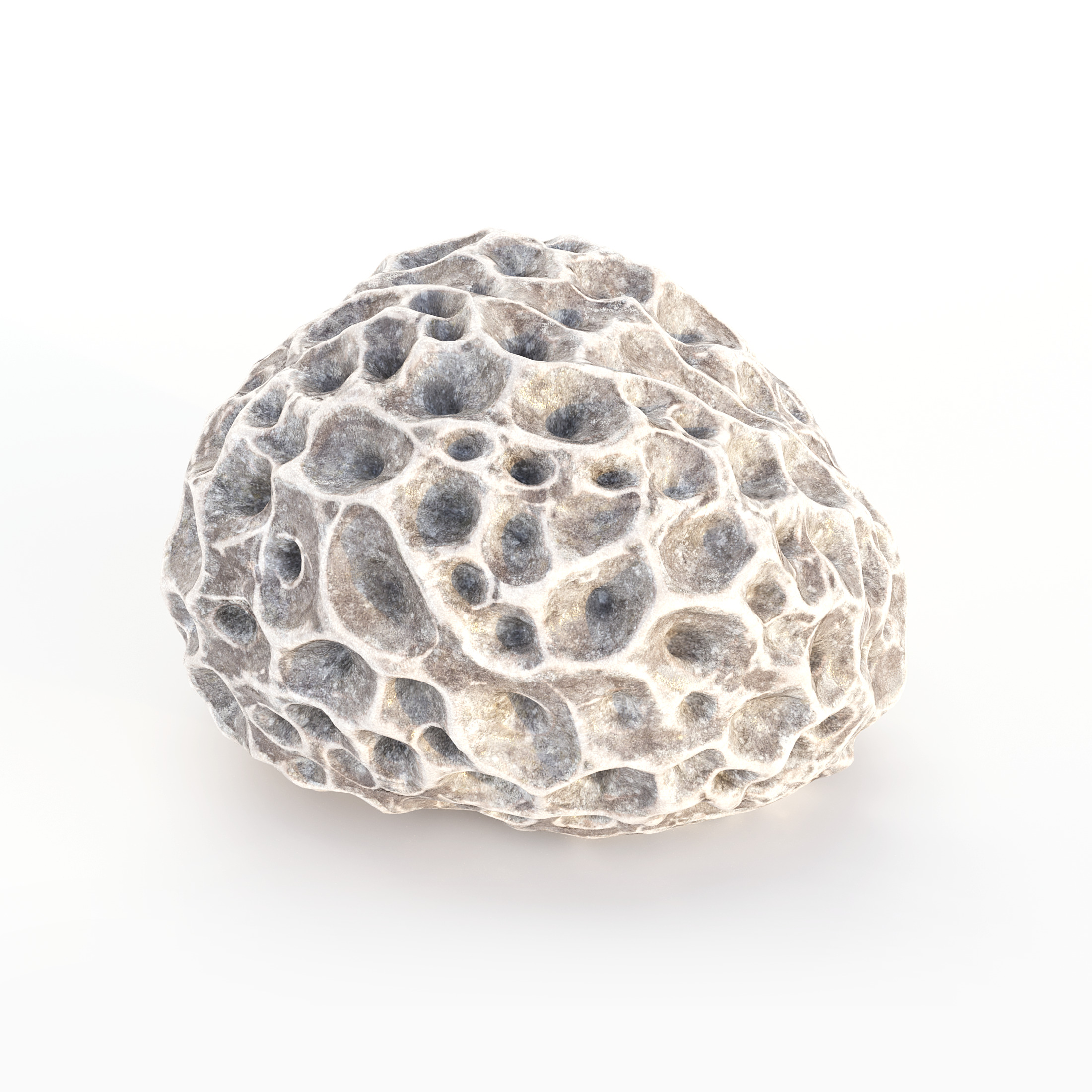 Coral Reef Collection 3D model_25