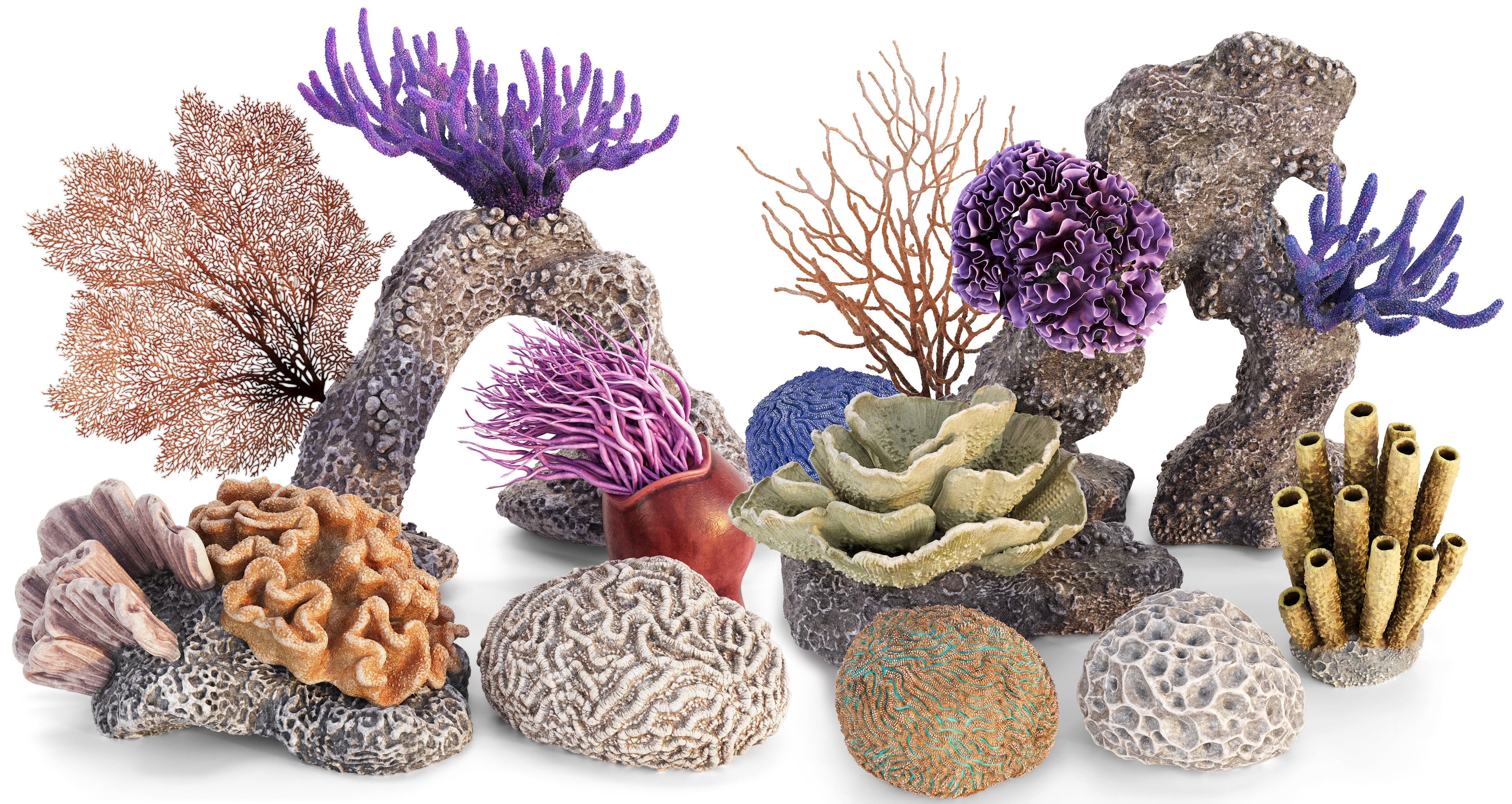 Coral Reef Collection 3D model_1