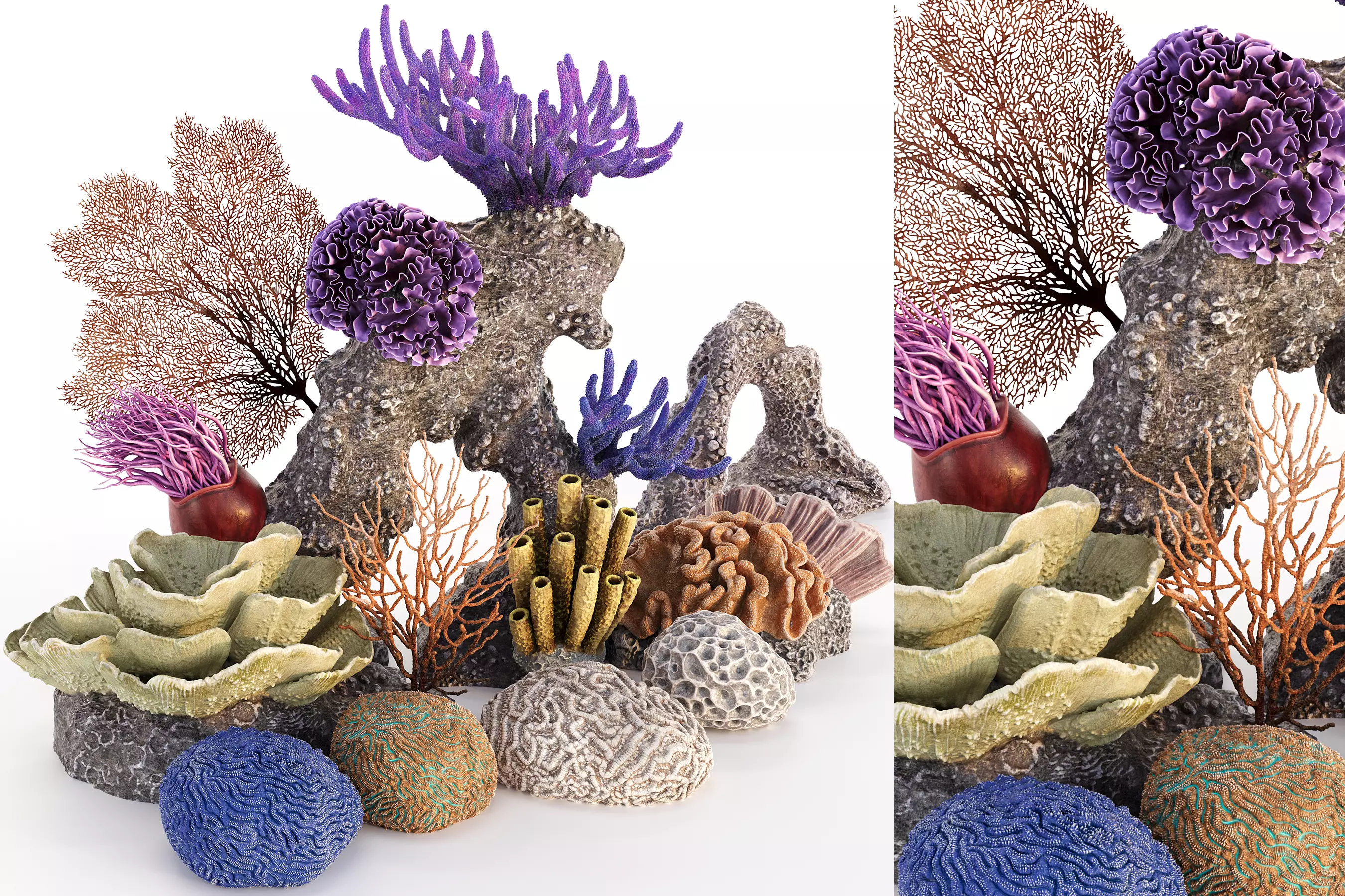 Coral Reef Collection 3D model_0