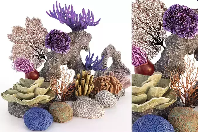 14 Photorealistic Coral Models - Underwater Ecosystem Pack