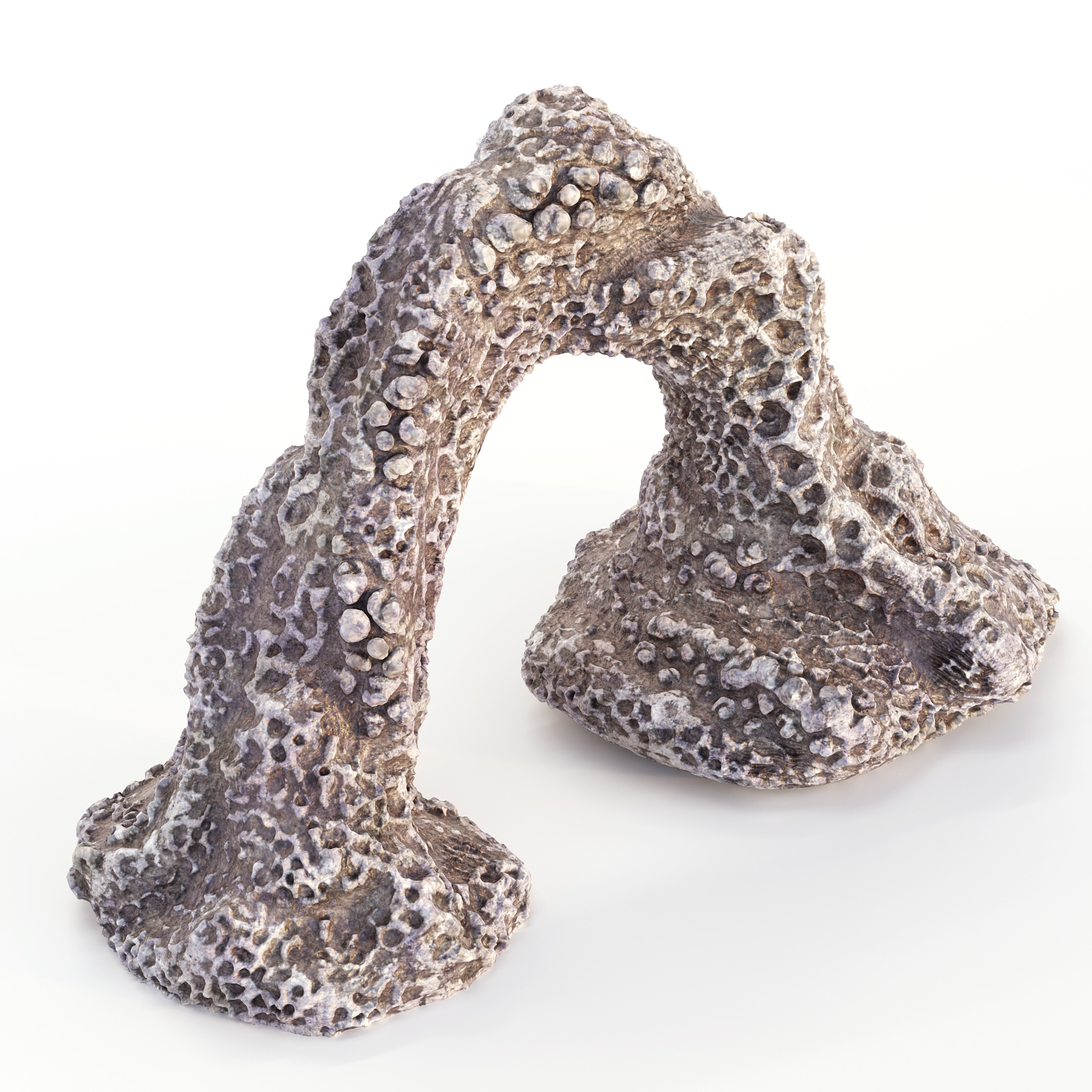 Coral Reef Collection 3D model_17