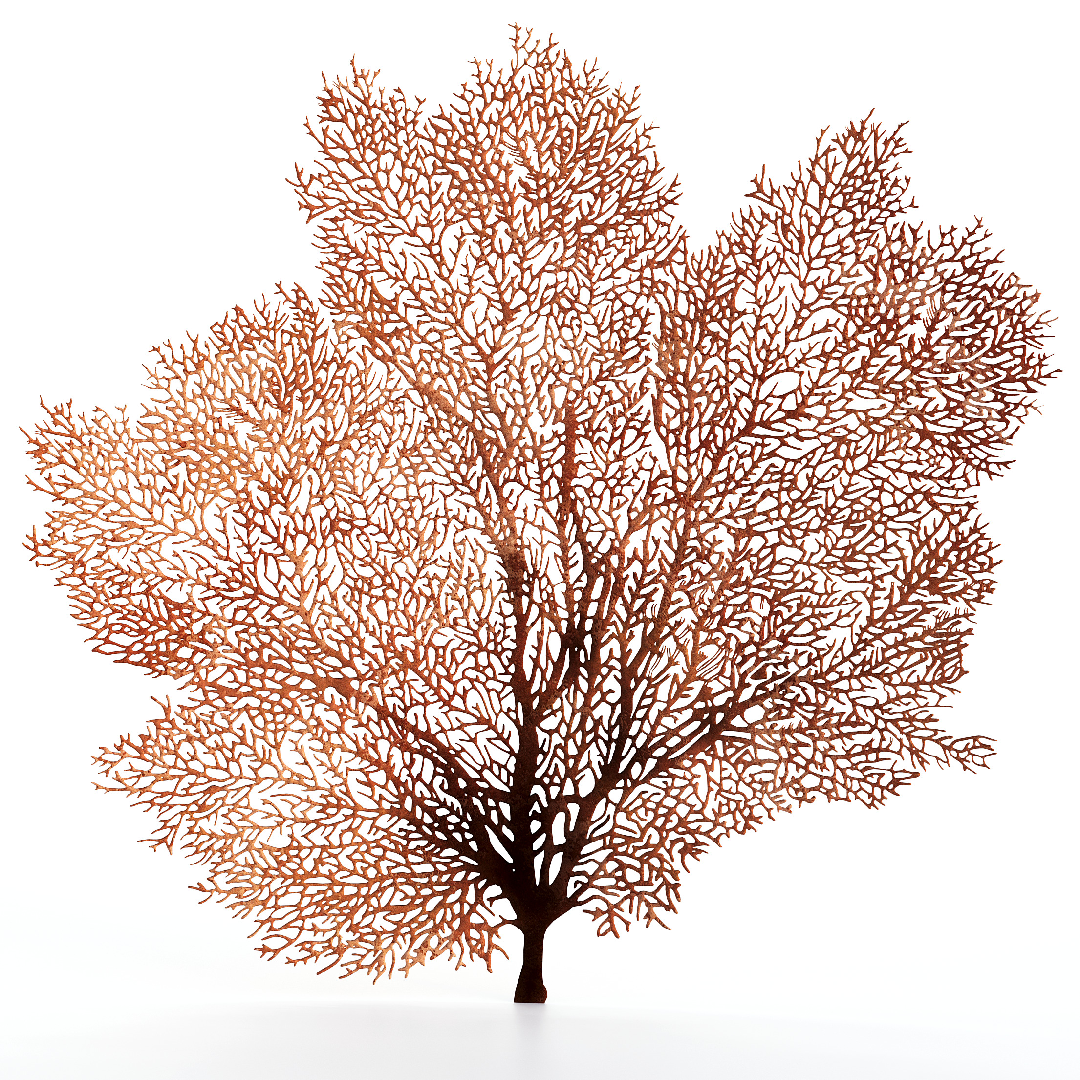 Coral Reef Collection 3D model_9