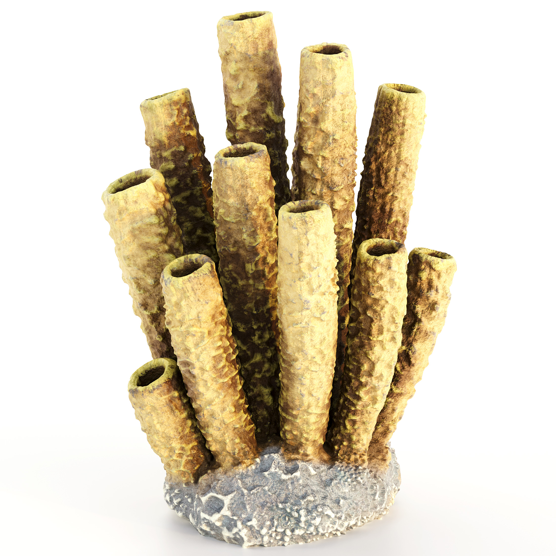 Coral Reef Collection 3D model_21