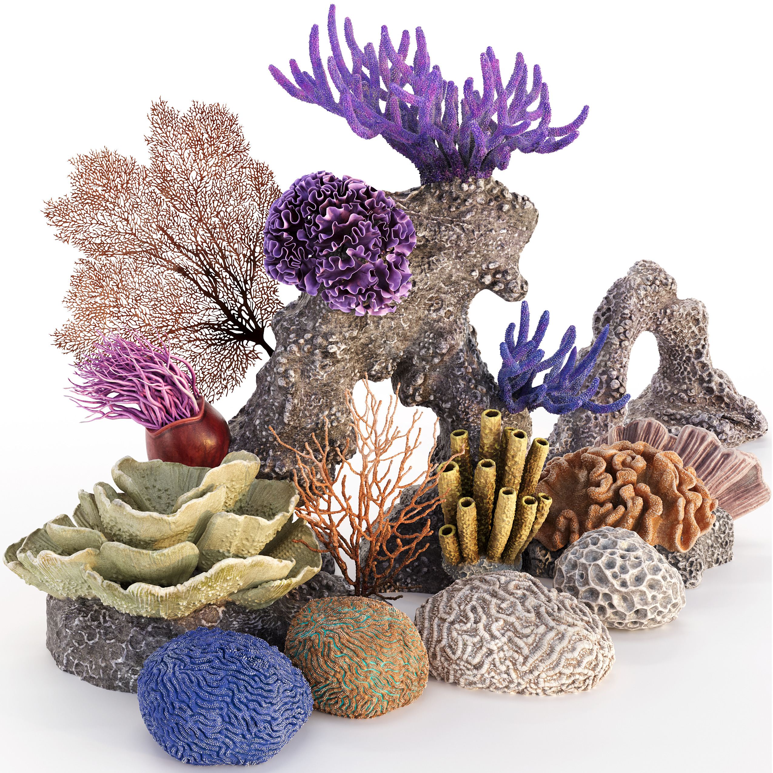 Coral Reef Collection 3D model_2