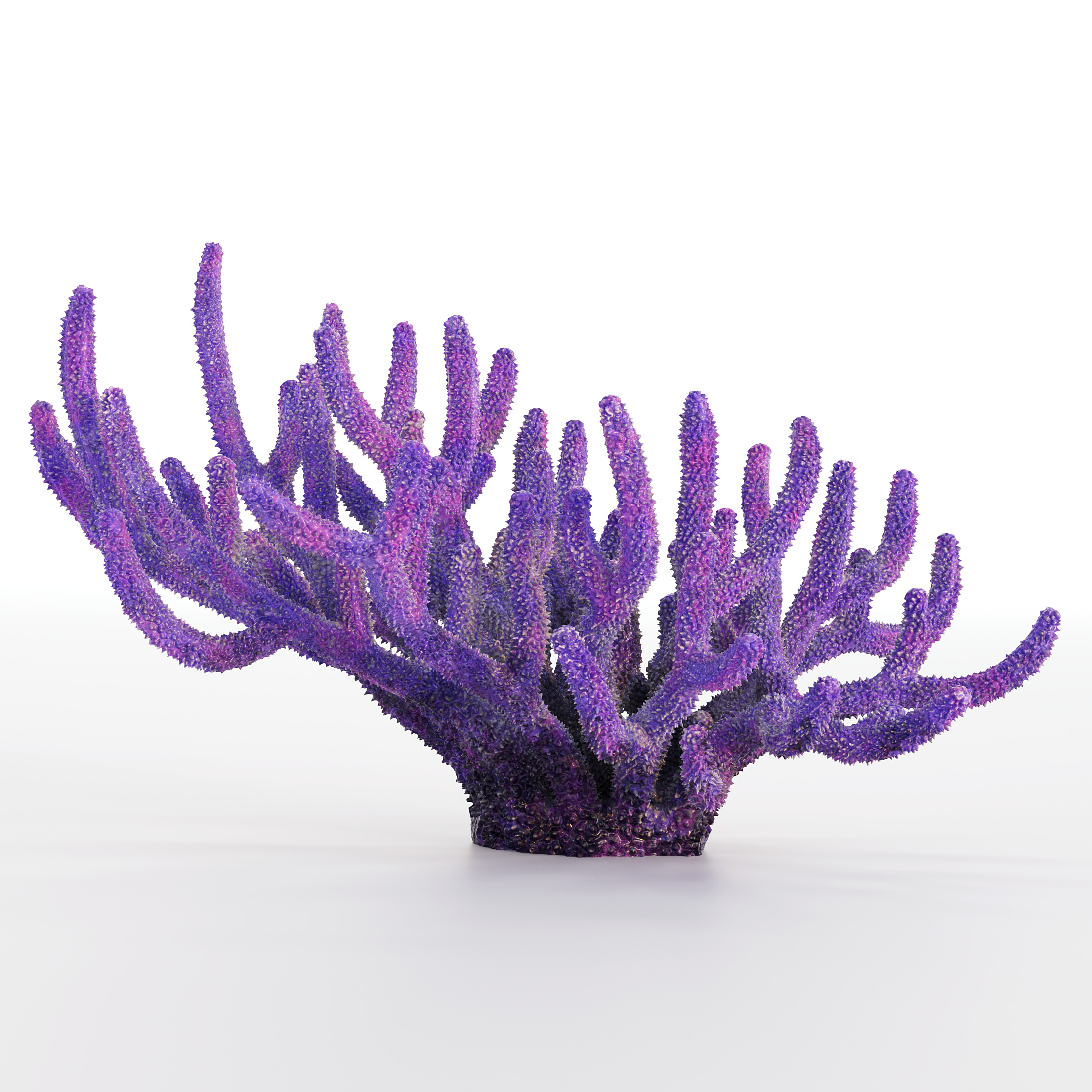 Coral Reef Collection 3D model_27