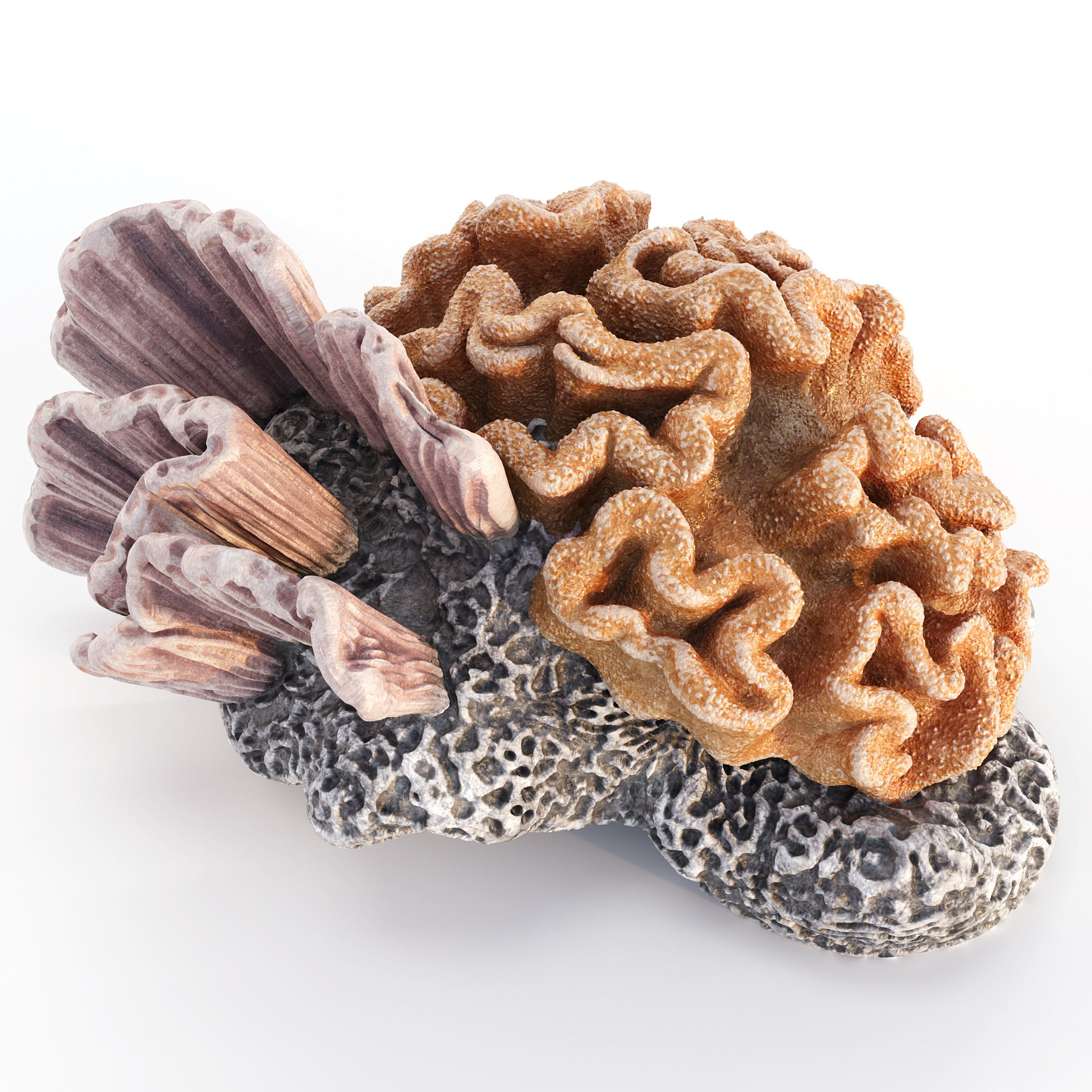 Coral Reef Collection 3D model_7