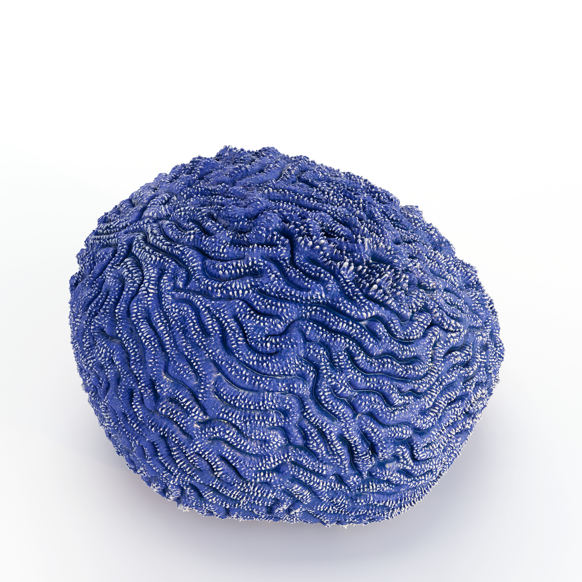 Coral Reef Collection 3D model_13