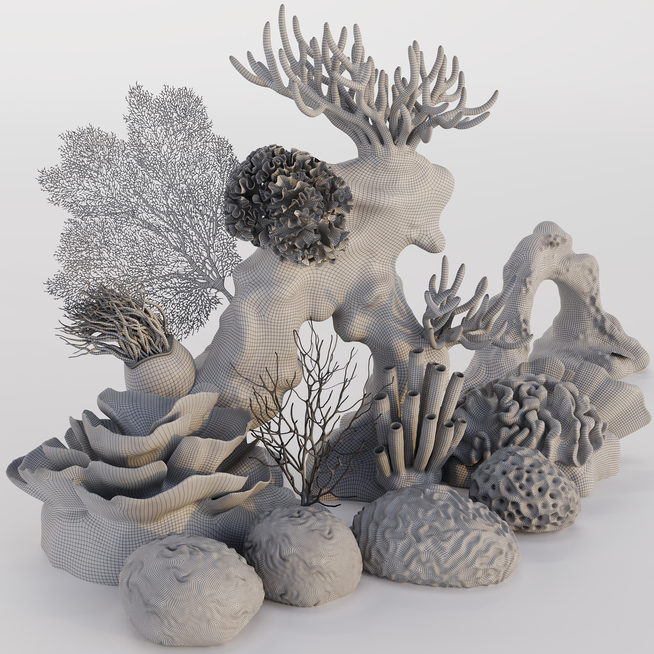 Coral Reef Collection 3D model_33