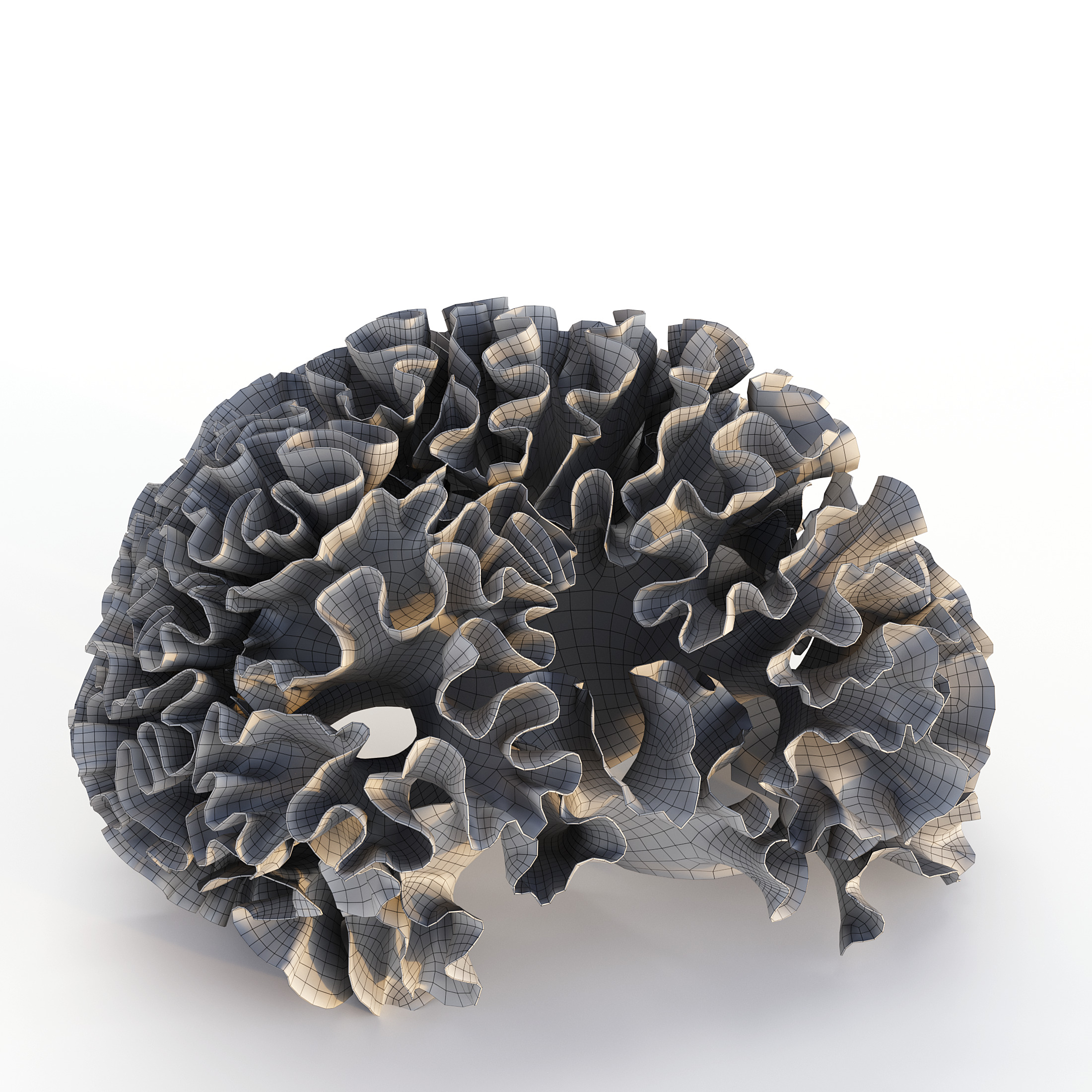 Coral Reef Collection 3D model_20