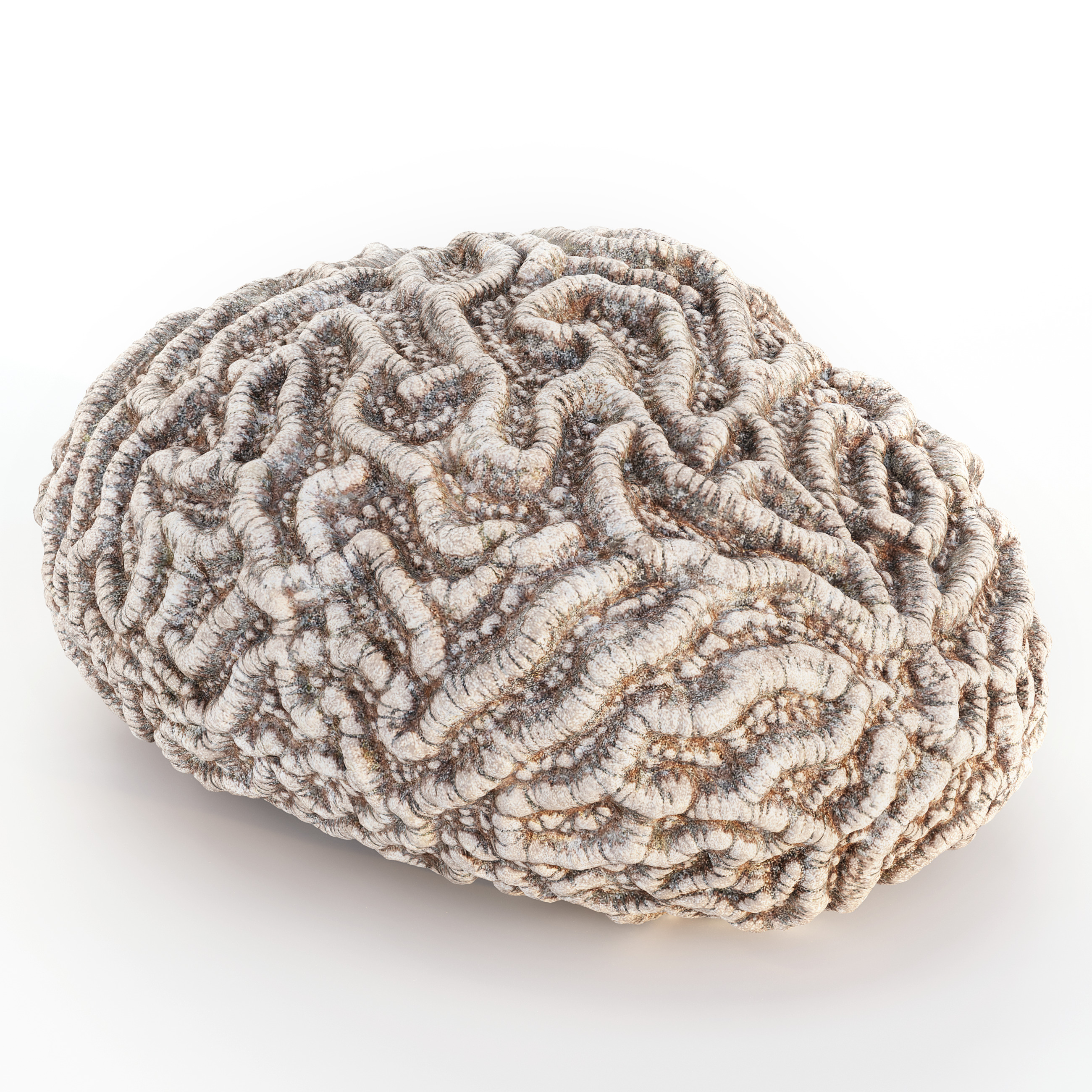 Coral Reef Collection 3D model_3