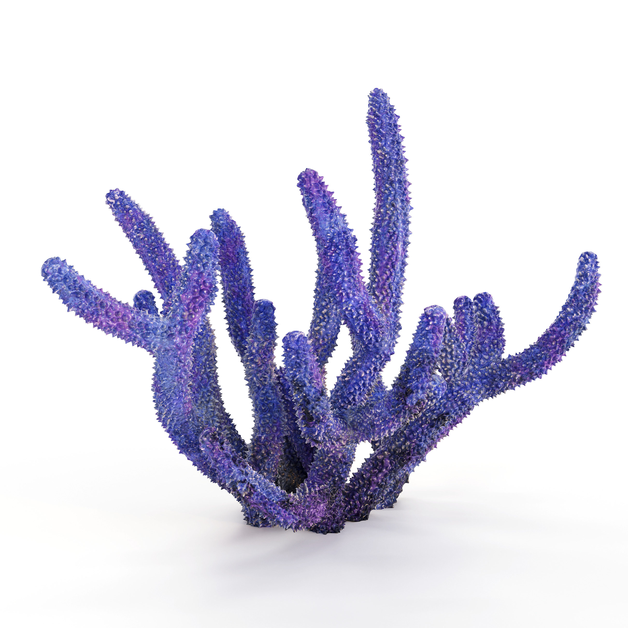 Coral Reef Collection 3D model_29
