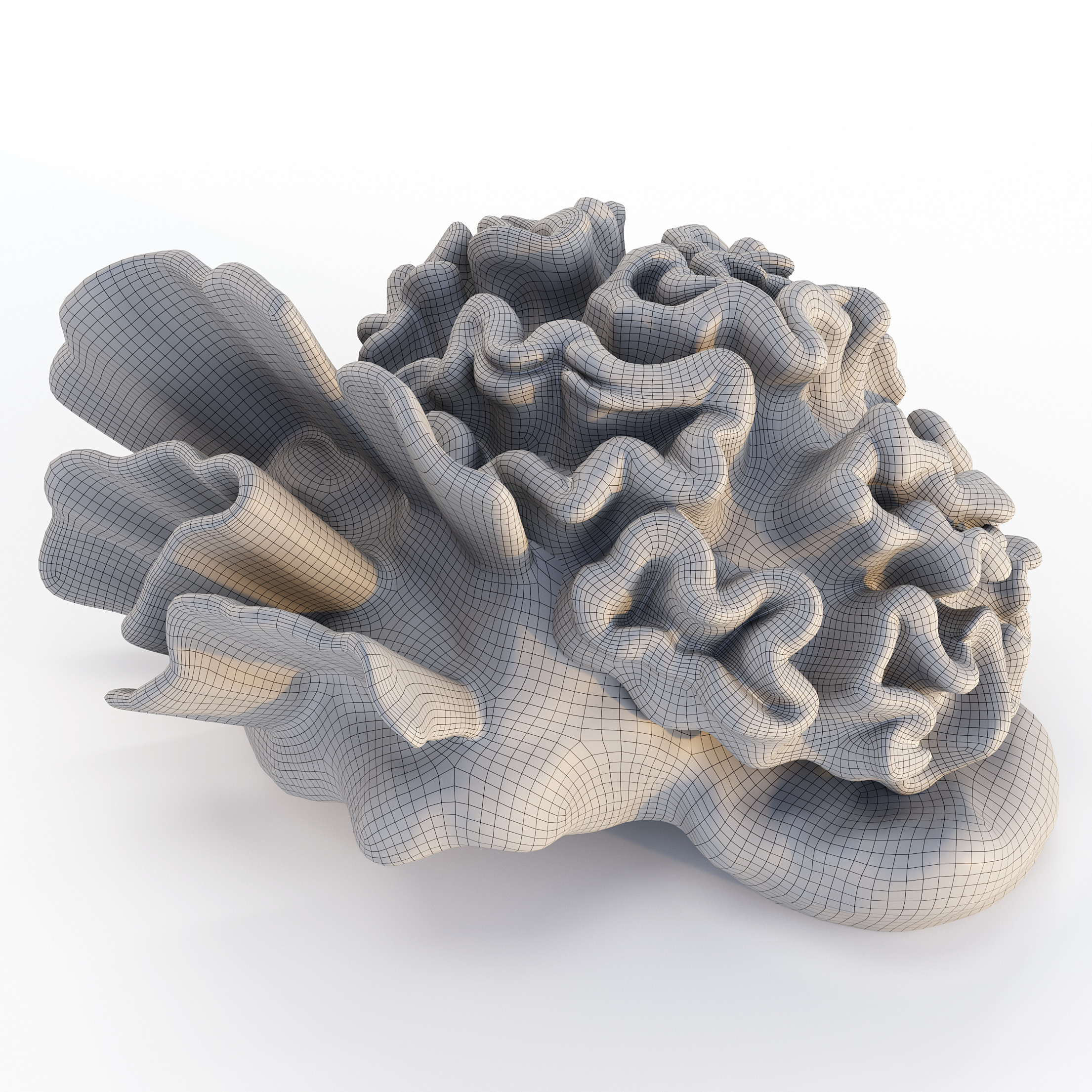 Coral Reef Collection 3D model_24