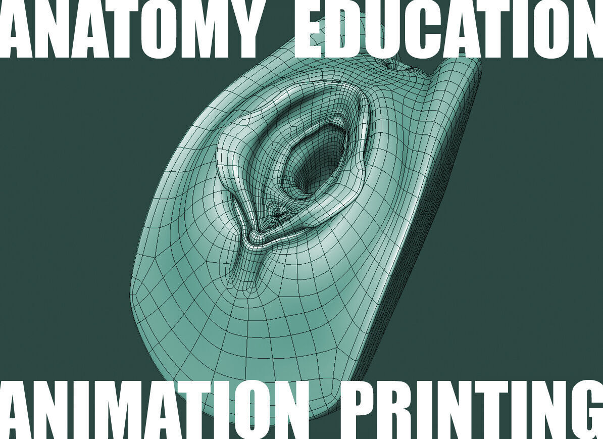 Female Genital Anatomy A-5 Low-poly 3D model_6