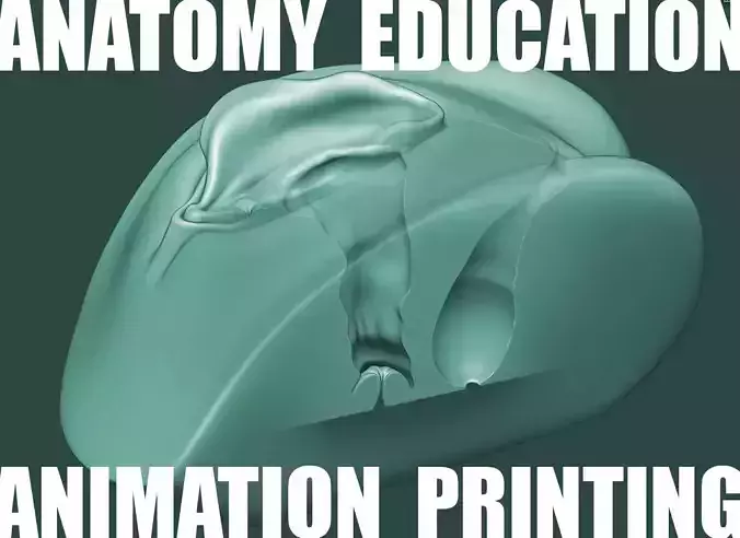 Female Genital Anatomy A-5 Low-poly 3D model Female Genital Anatomy A-5 Low-poly 3D model
