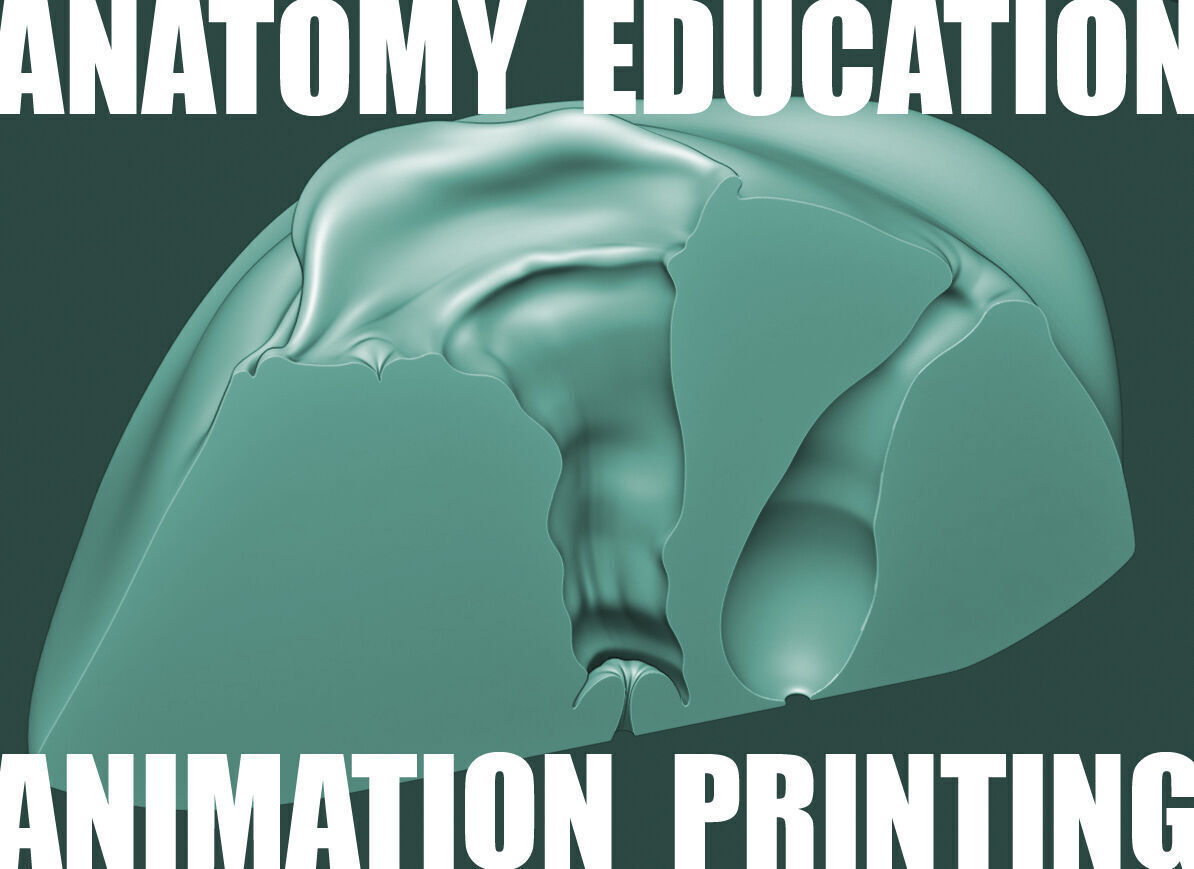 Female Genital Anatomy A-5 Low-poly 3D model_2
