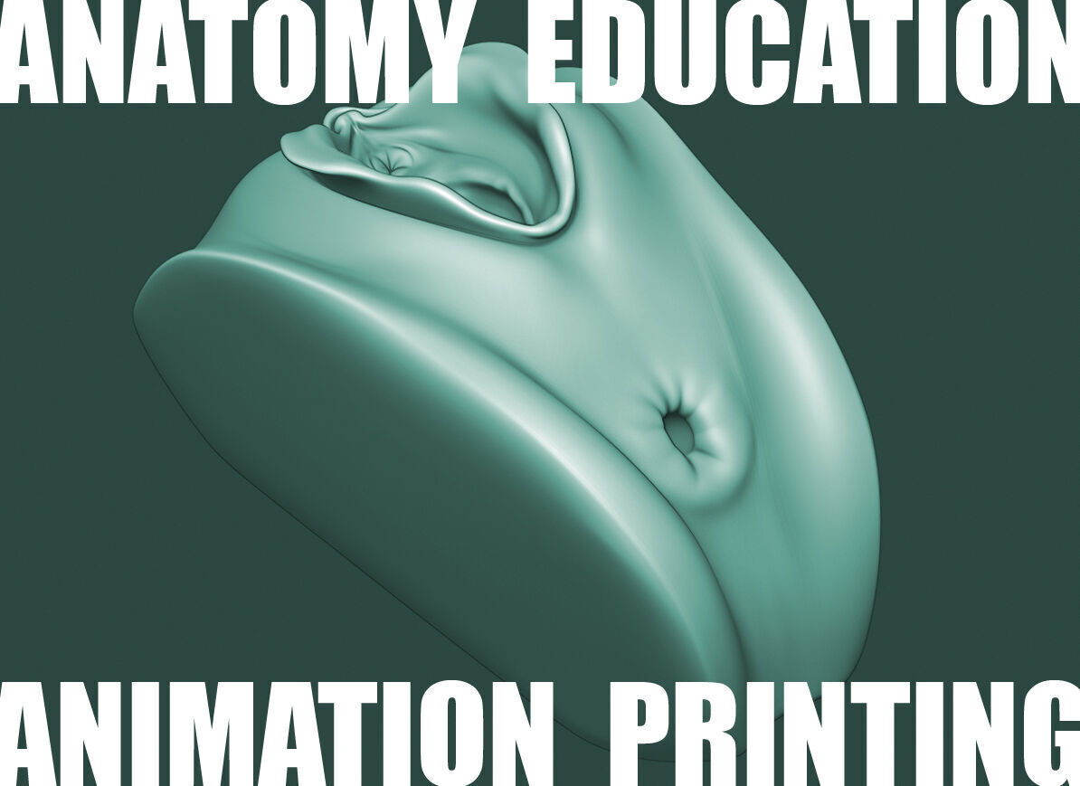 Female Genital Anatomy A-5 Low-poly 3D model_3