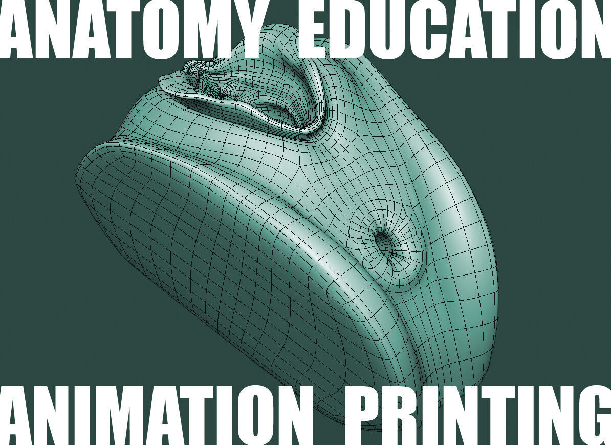 Female Genital Anatomy A-5 Low-poly 3D model_4
