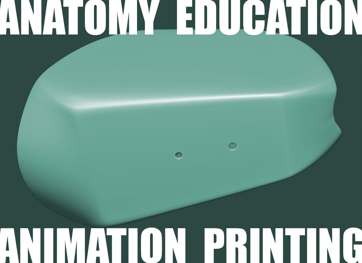 Female Genital Anatomy A-5 Low-poly 3D model_9