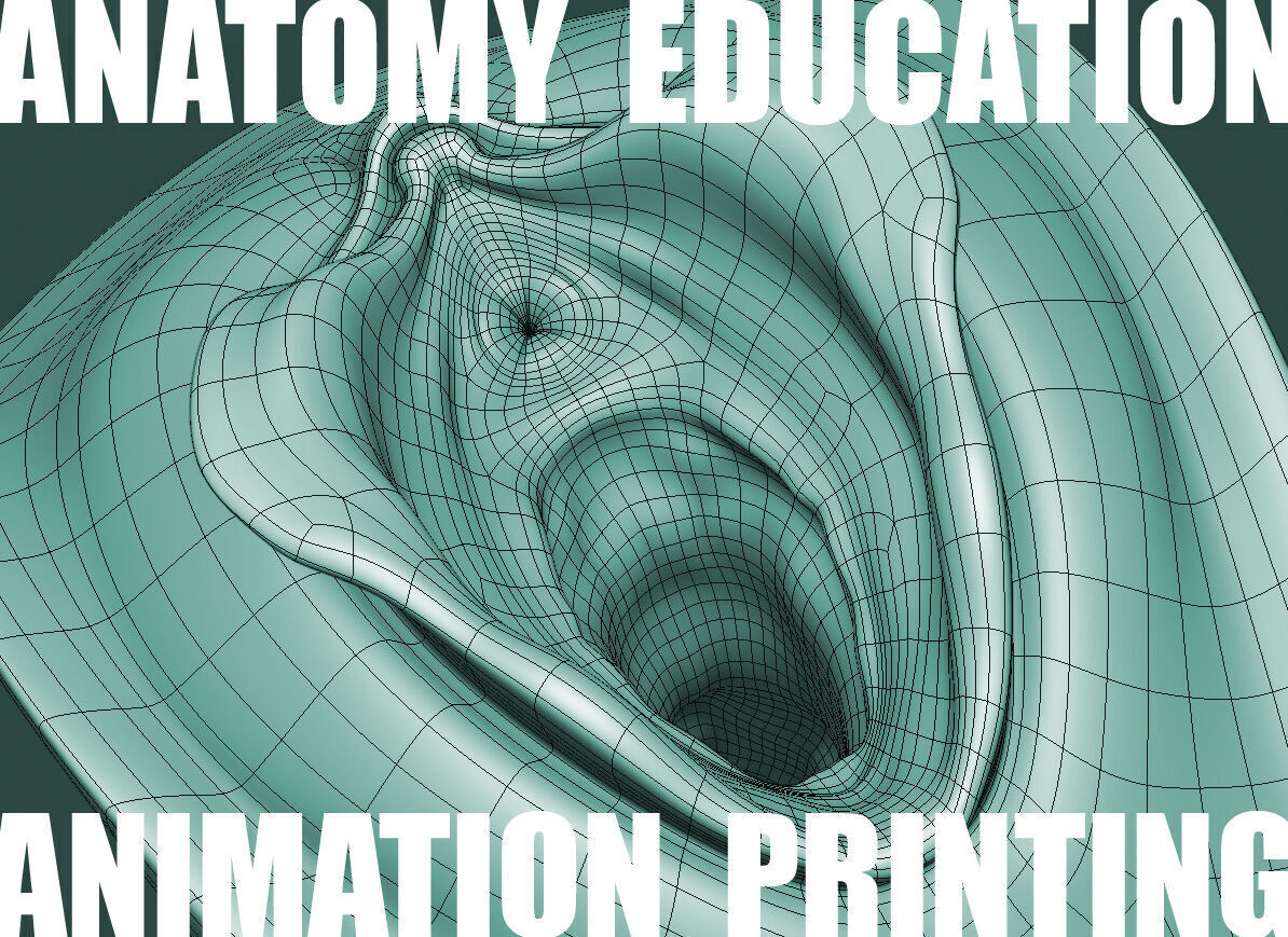 Female Genital Anatomy A-5 Low-poly 3D model_8
