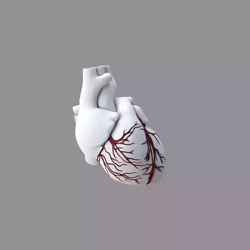 White Heart Red Veins  3D model