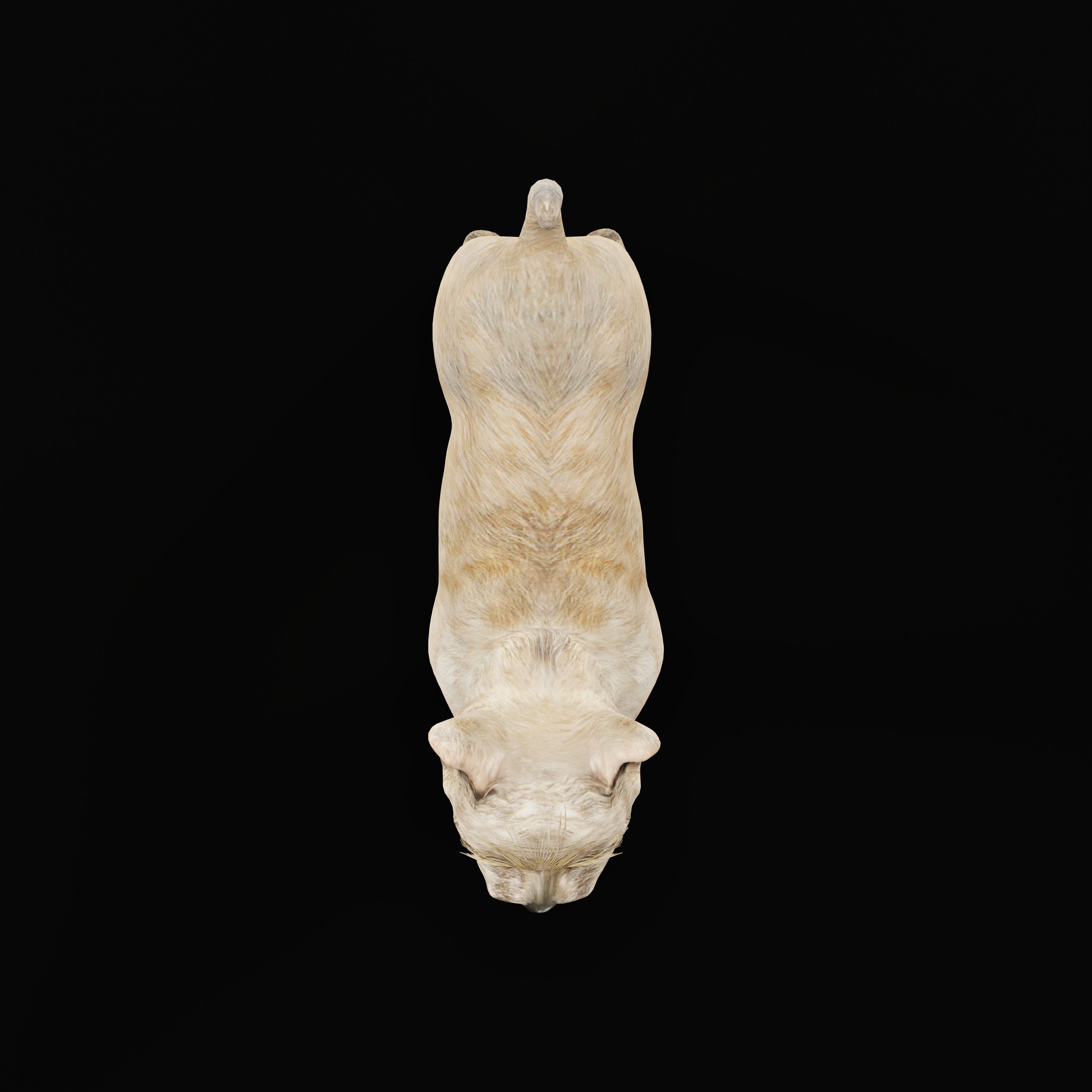 Cairn Terrier Dog Low-poly 3D model_37