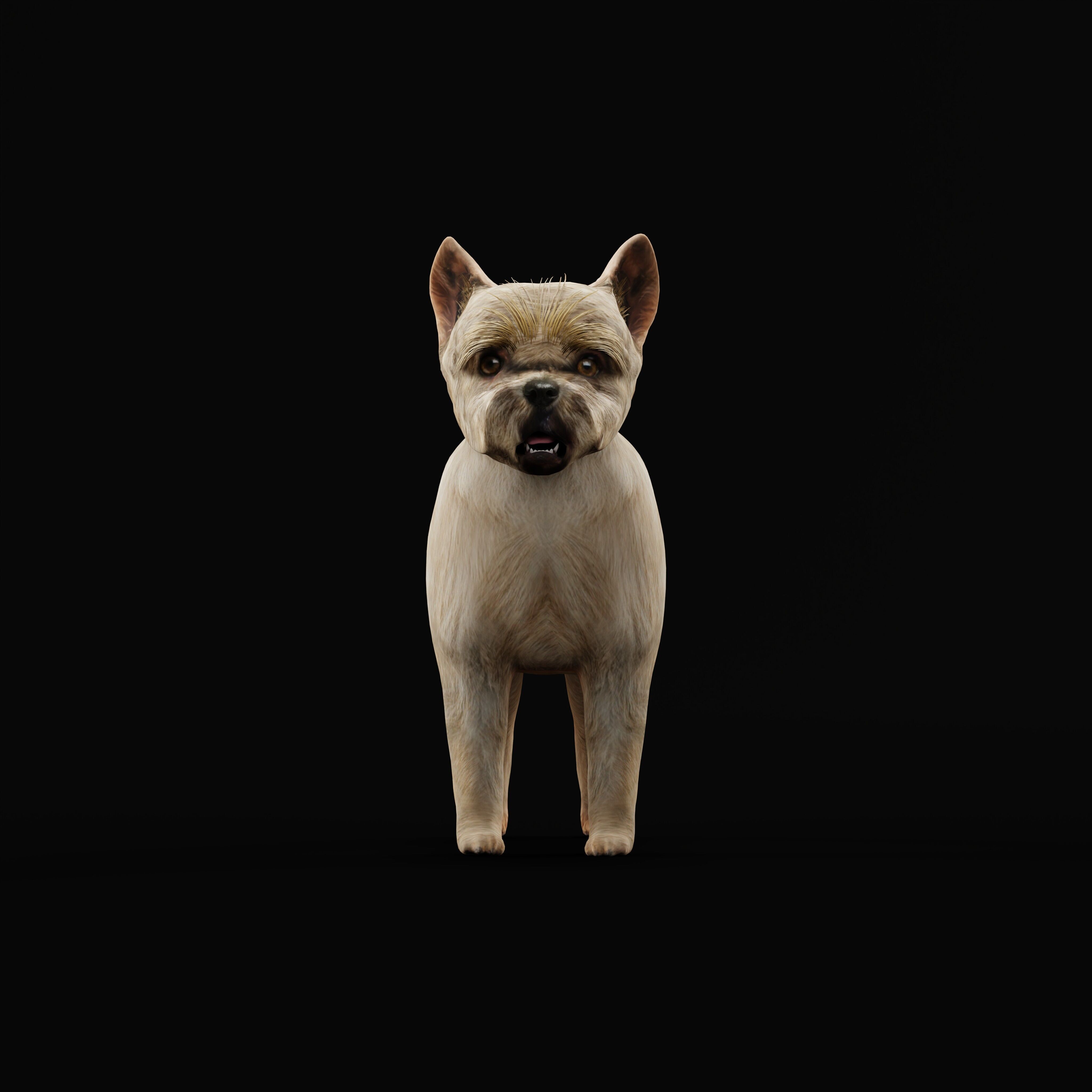 Cairn Terrier Dog Low-poly 3D model_35