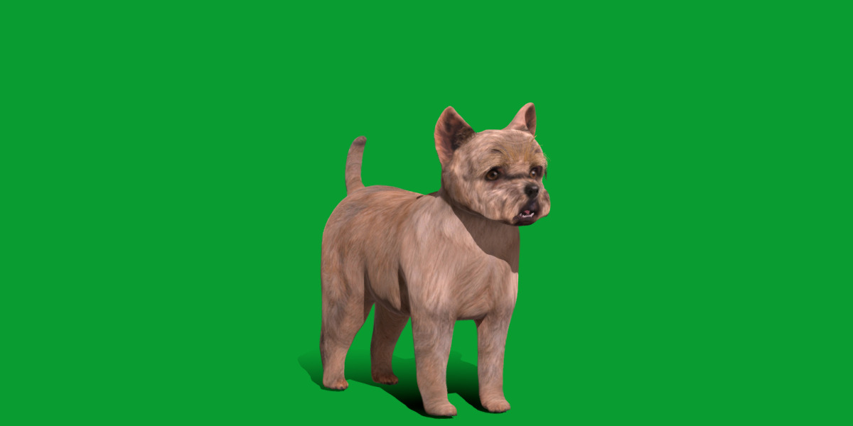 Cairn Terrier Dog Low-poly 3D model_22