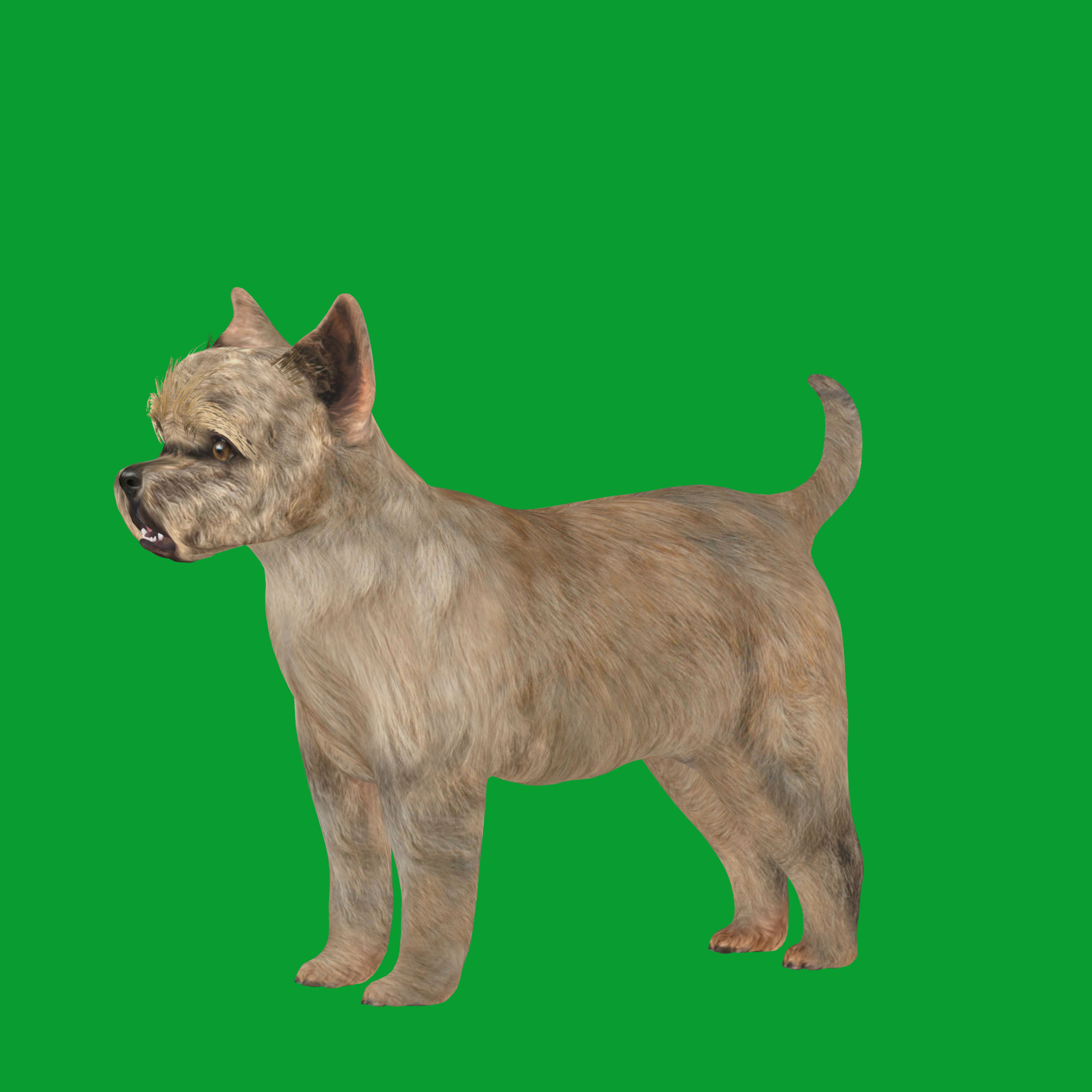 Cairn Terrier Dog Low-poly 3D model_16