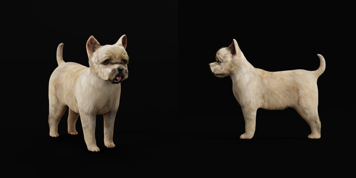 Cairn Terrier Dog Low-poly 3D model_21