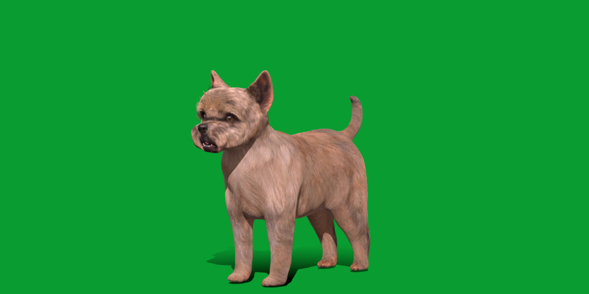 Cairn Terrier Dog Low-poly 3D model_31