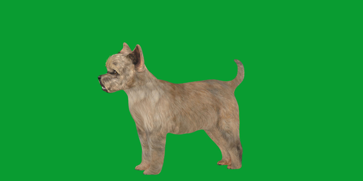 Cairn Terrier Dog Low-poly 3D model_19