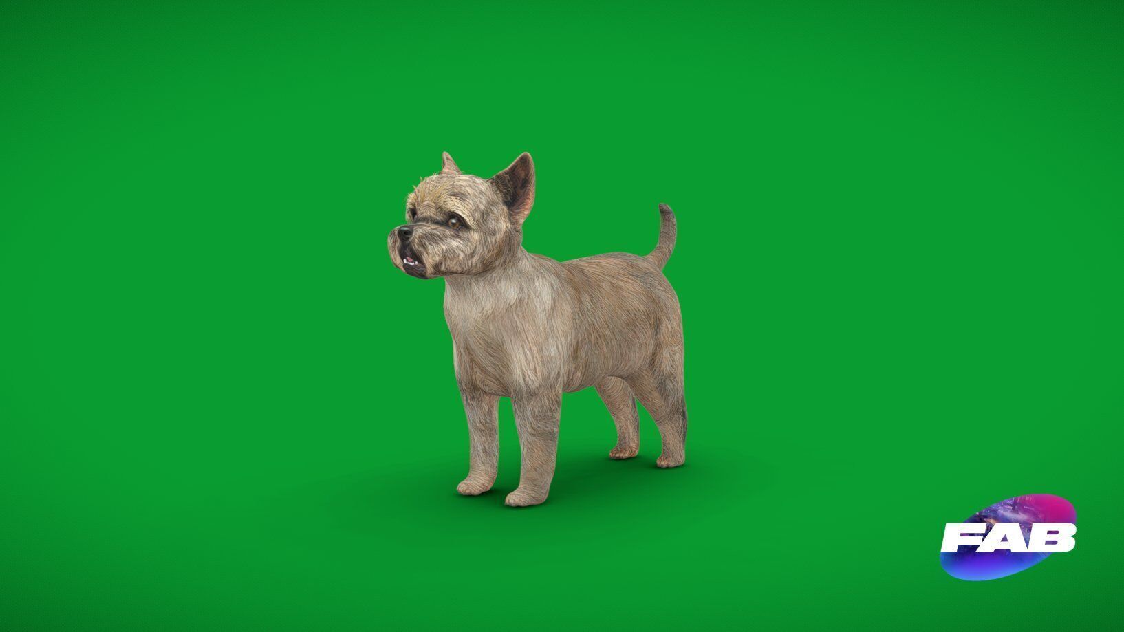 Cairn Terrier Dog Low-poly 3D model_32