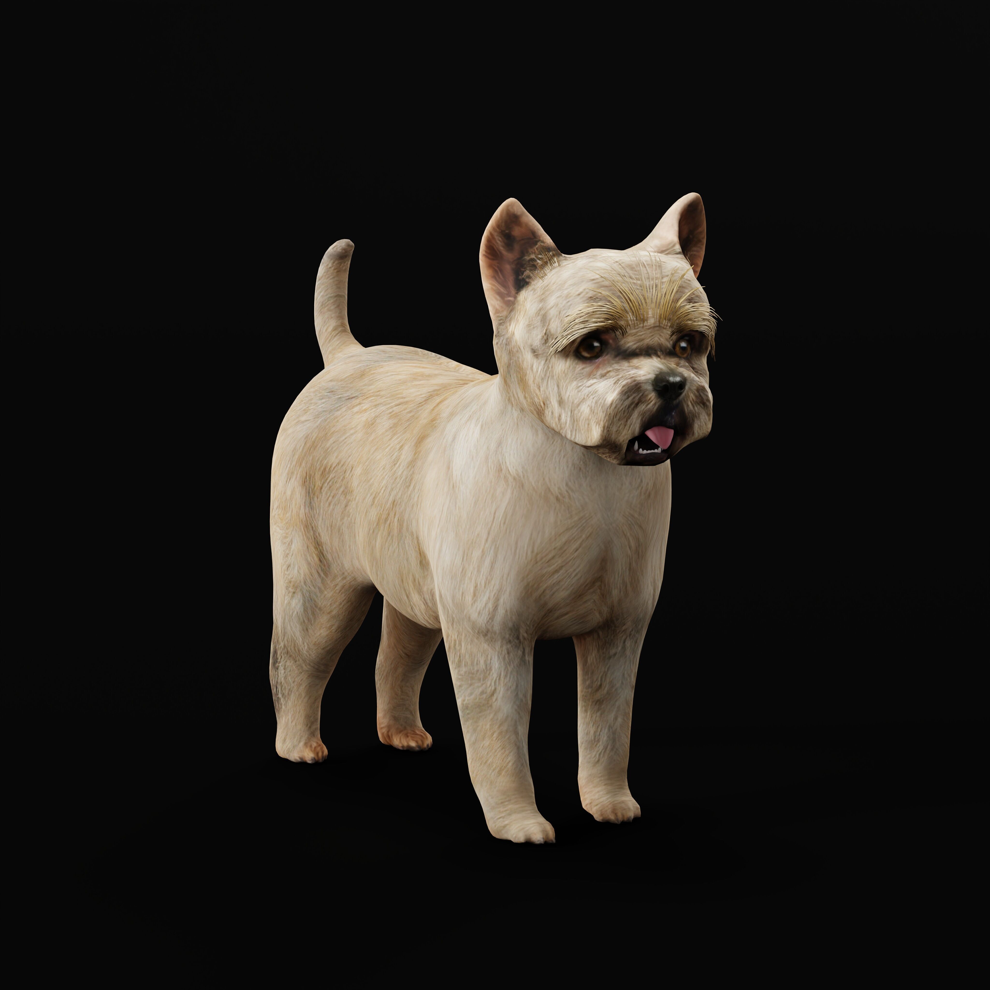 Cairn Terrier Dog Low-poly 3D model_39