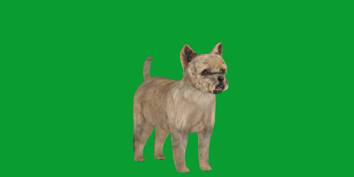 Cairn Terrier Dog Low-poly 3D model_23