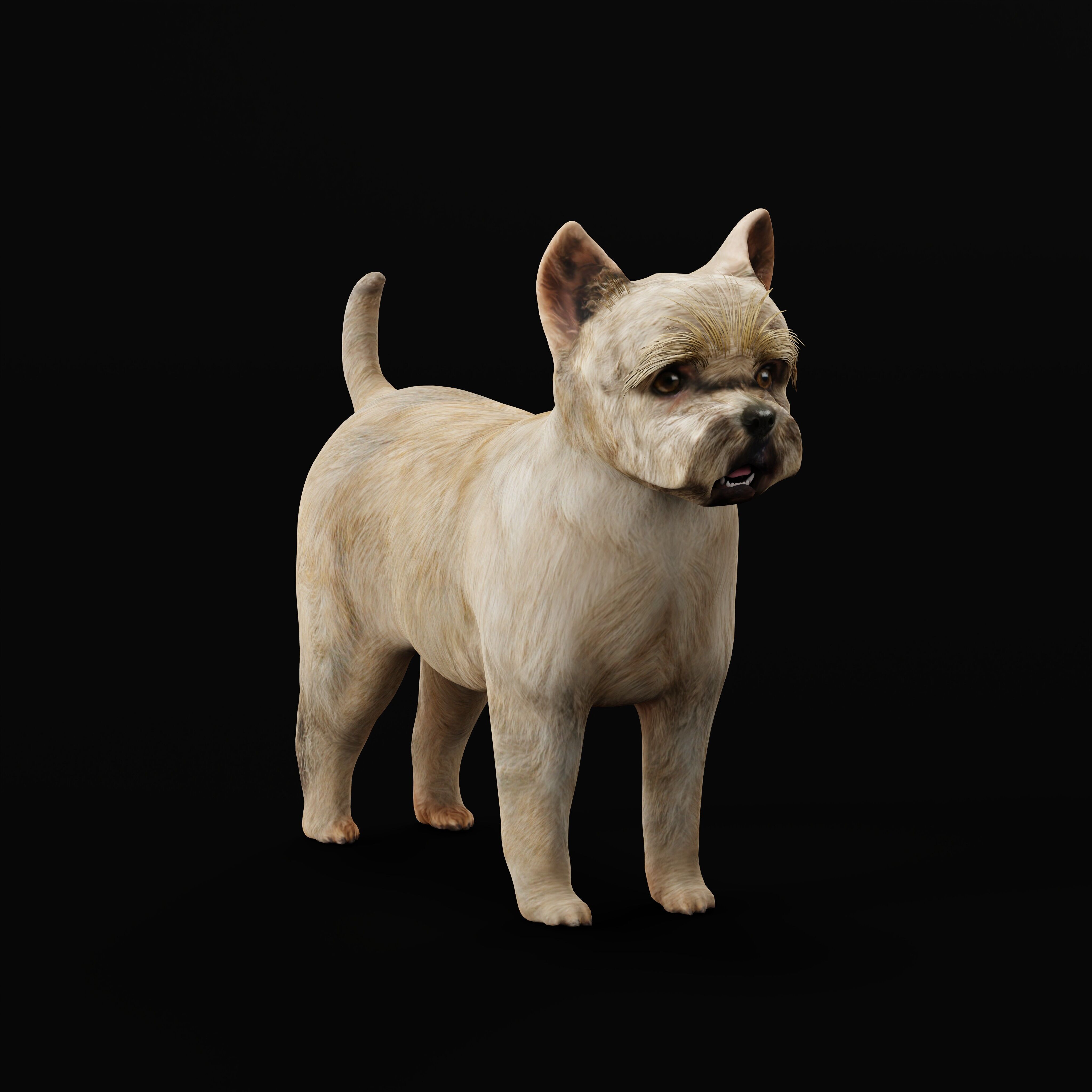 Cairn Terrier Dog Low-poly 3D model_34