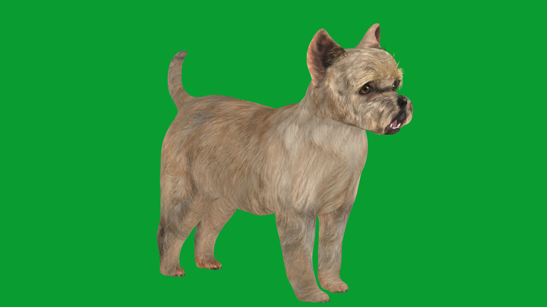 Cairn Terrier Dog Low-poly 3D model_29