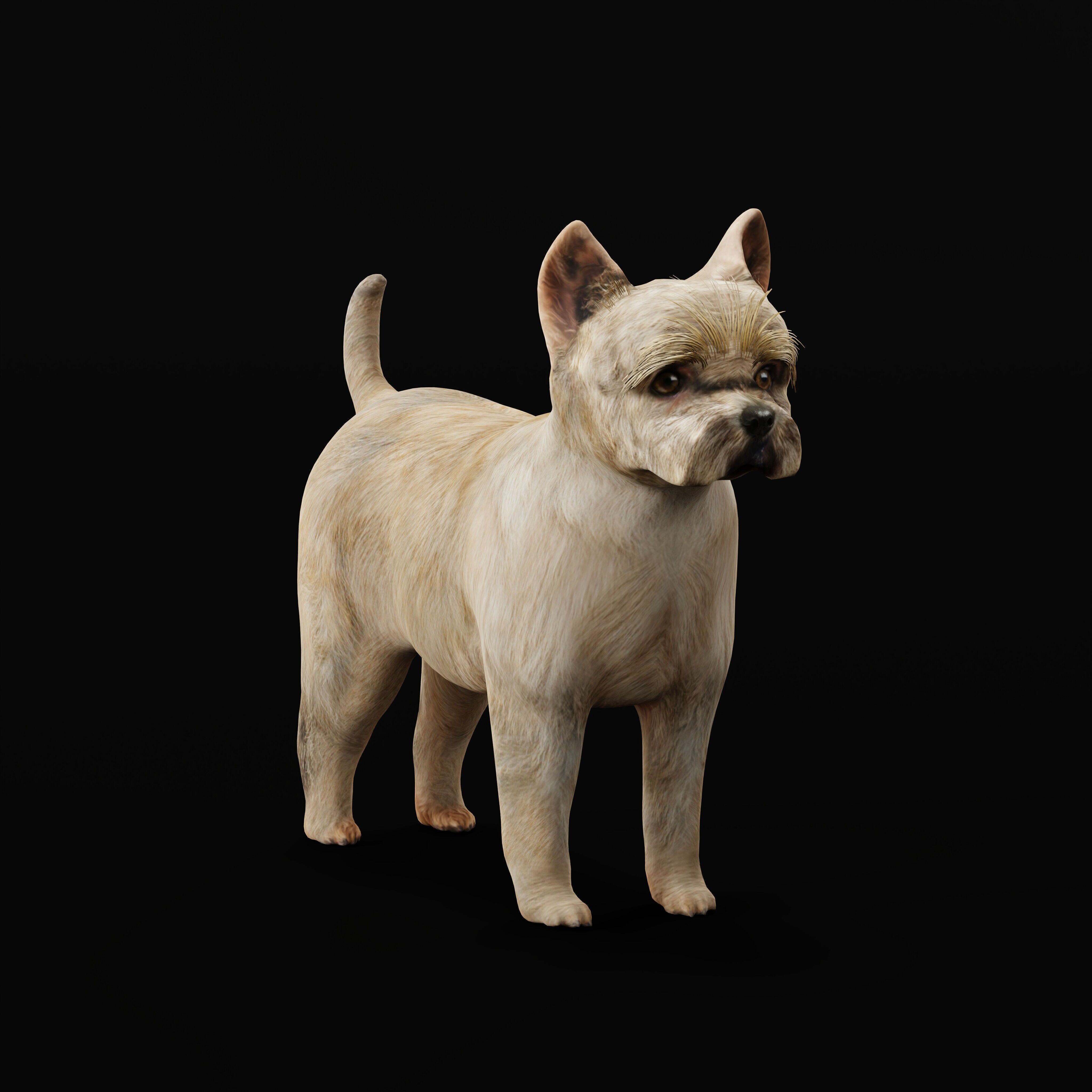 Cairn Terrier Dog Low-poly 3D model_38