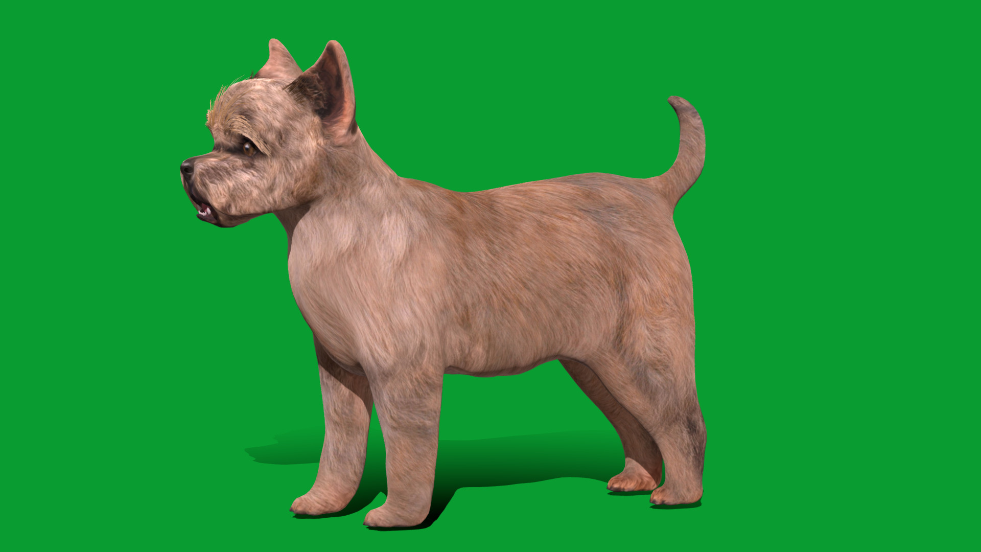 Cairn Terrier Dog Low-poly 3D model_24